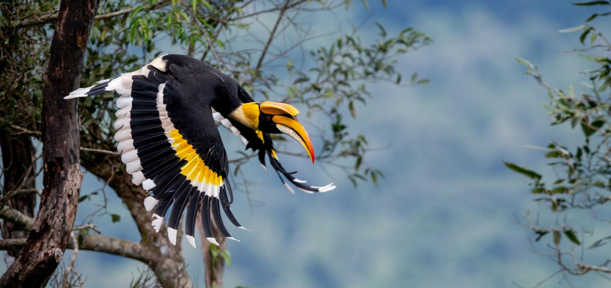 Langkawi Half Day Birdwatching Tour