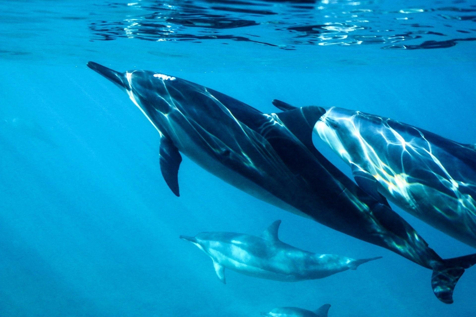 Hulhumale: Sunset Cruise with Snorkeling and Dolphins 3