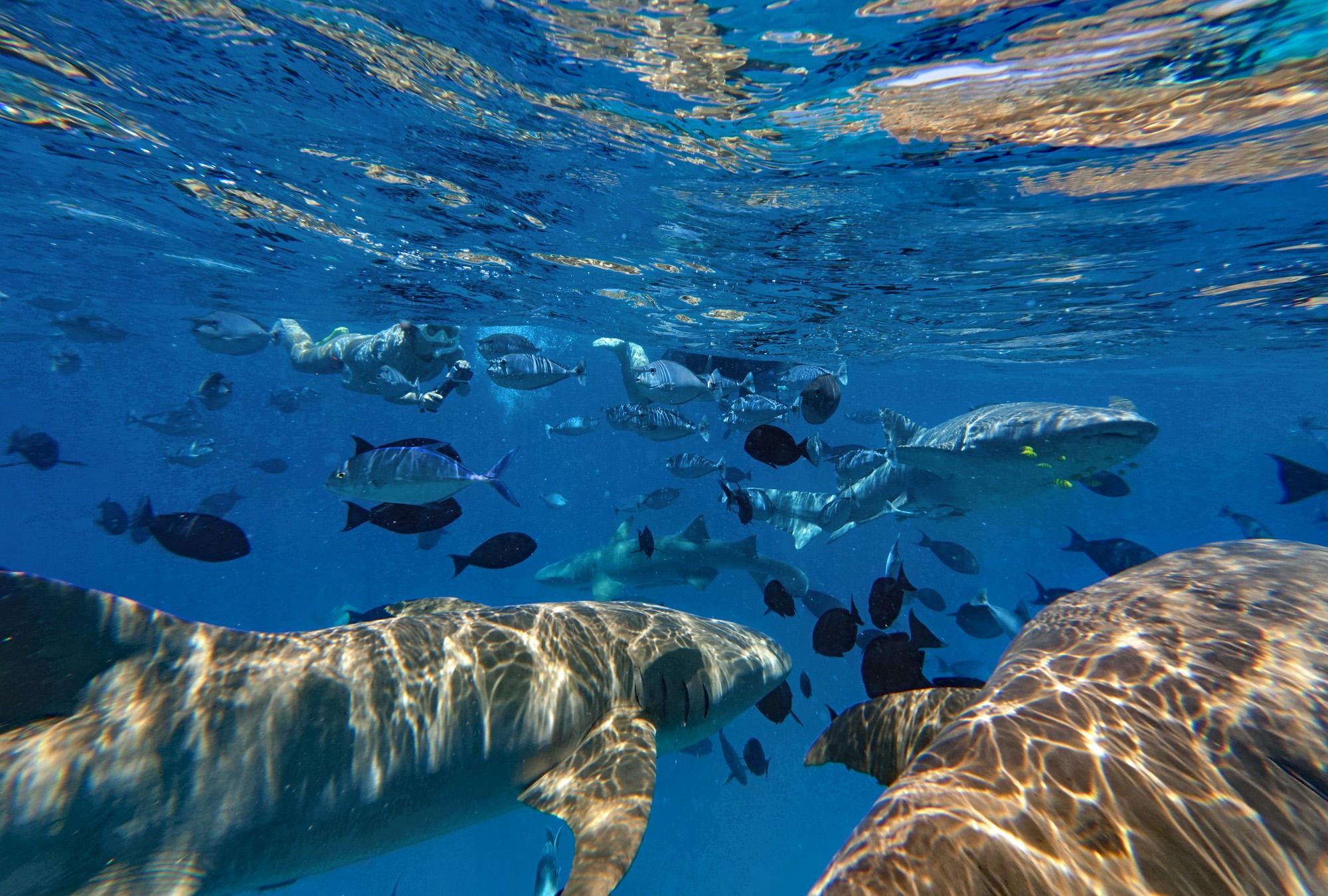 Maldives: Snorkeling with Nurse Sharks, Coral Reef, Sandbank 3
