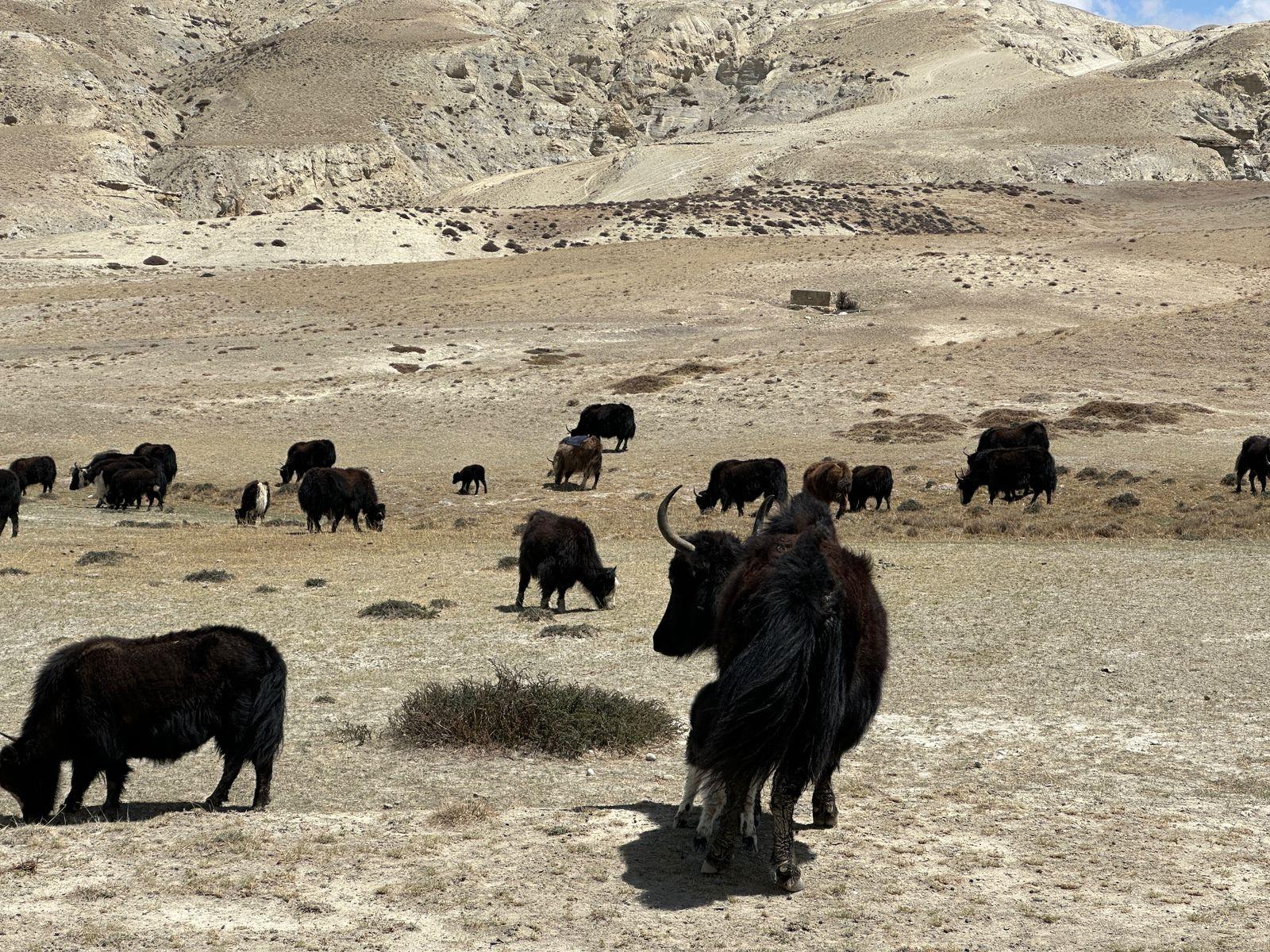 From Pokhara: Short Upper Mustang Guided Trekking 10-Days 3