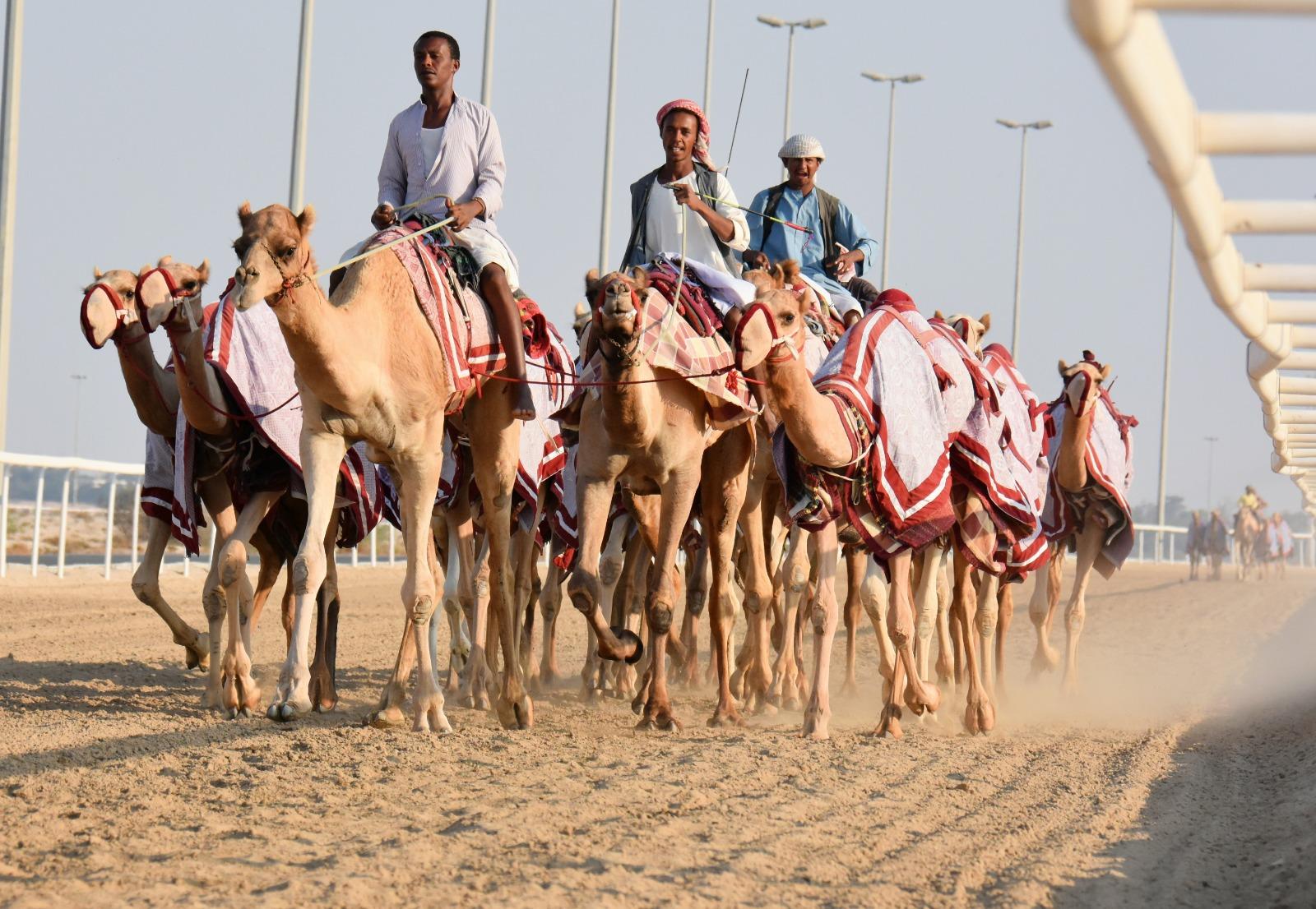 Doha: Camel Race Track, Zekreet, and Art Installation Tour 2