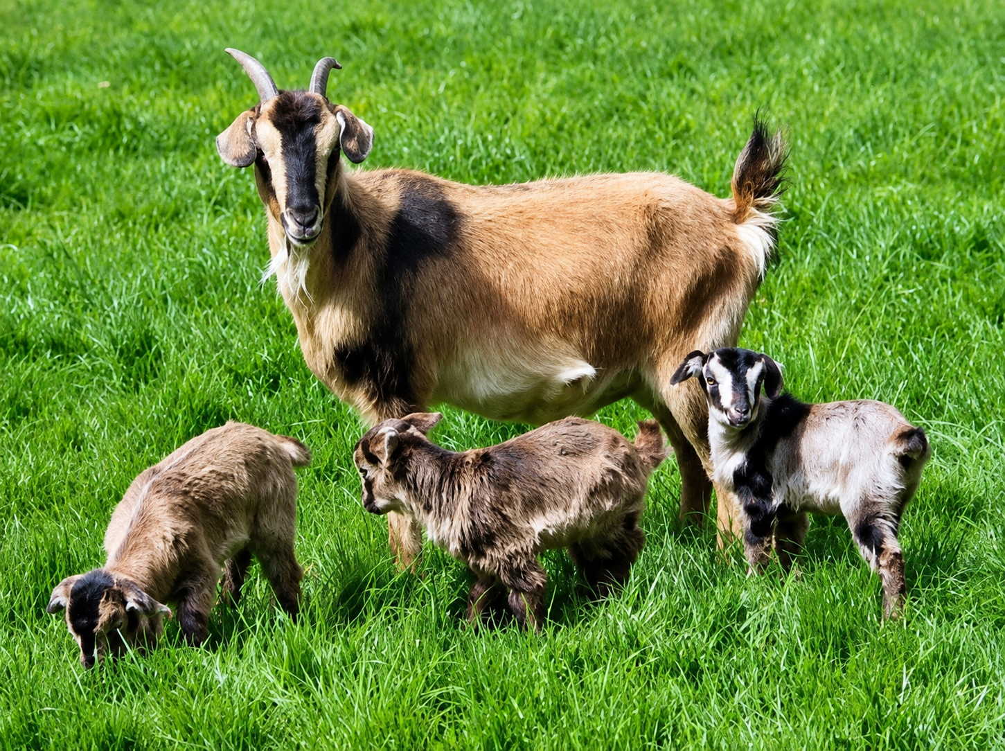 Nuwakot: Goat Farming & Village Homestay Experience