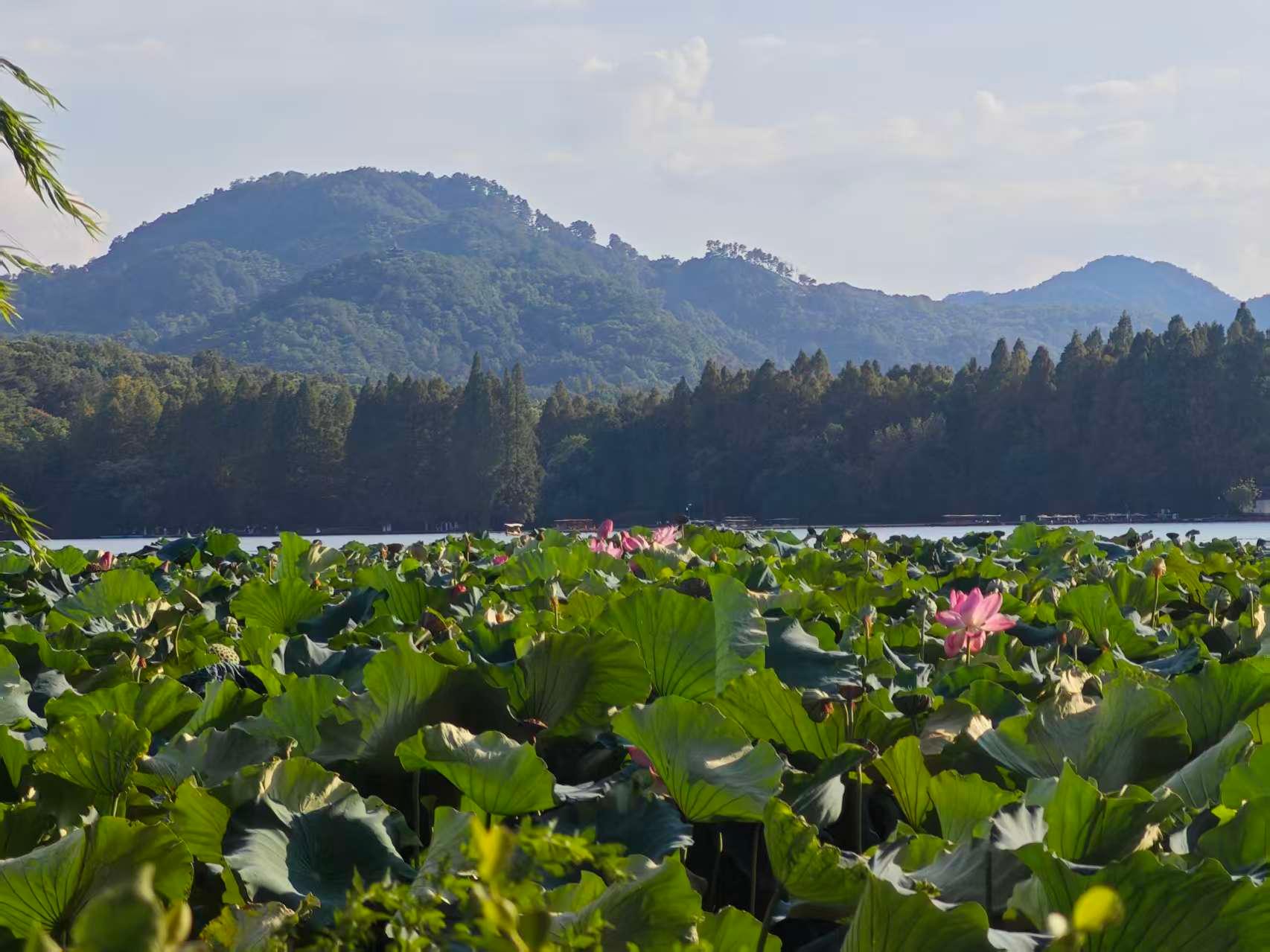 Shanghai to Hangzhou Private Day Trip: Bullet Train or Car 2