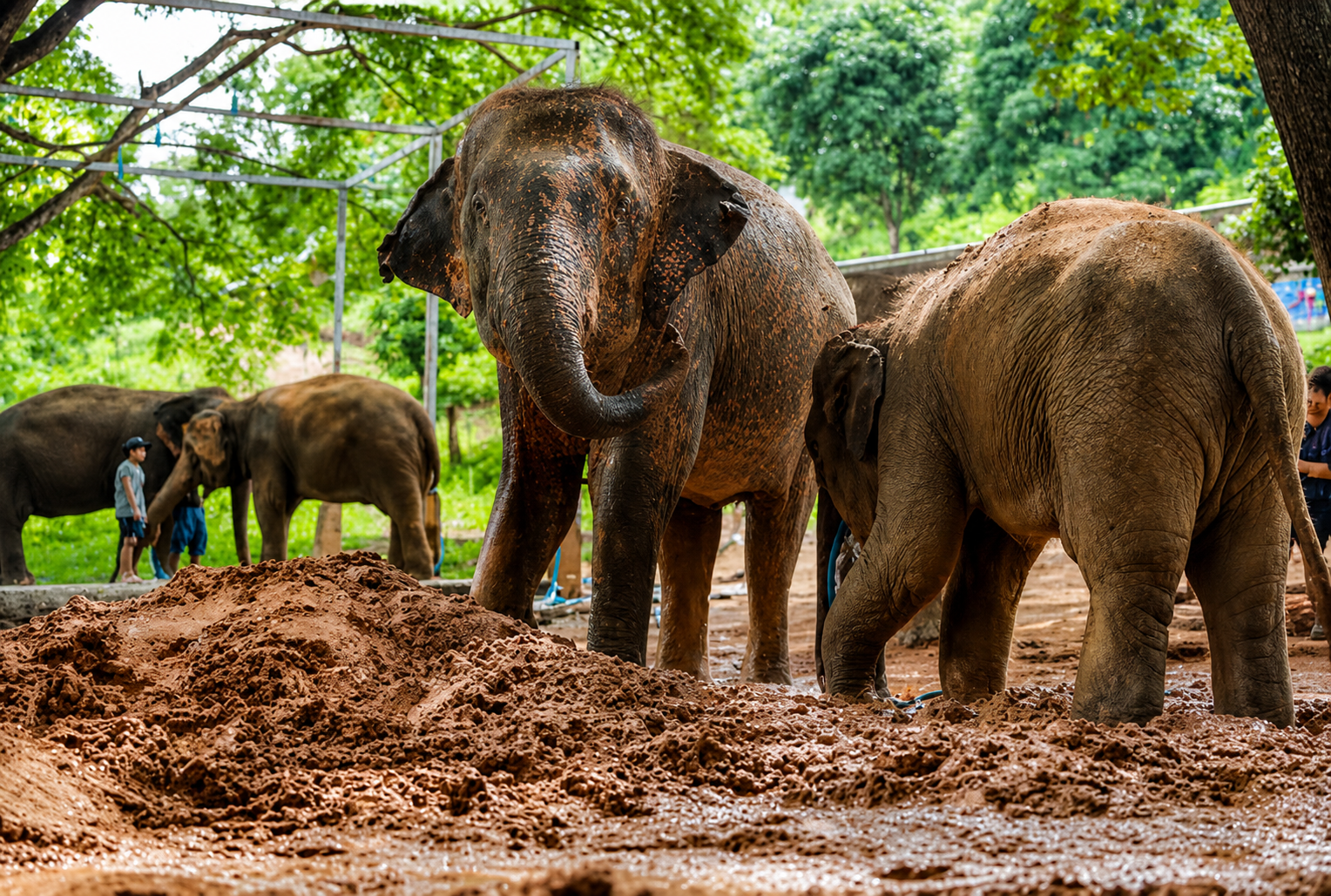 Jaipur: Ethical Elephant Care Sanctuary Experience