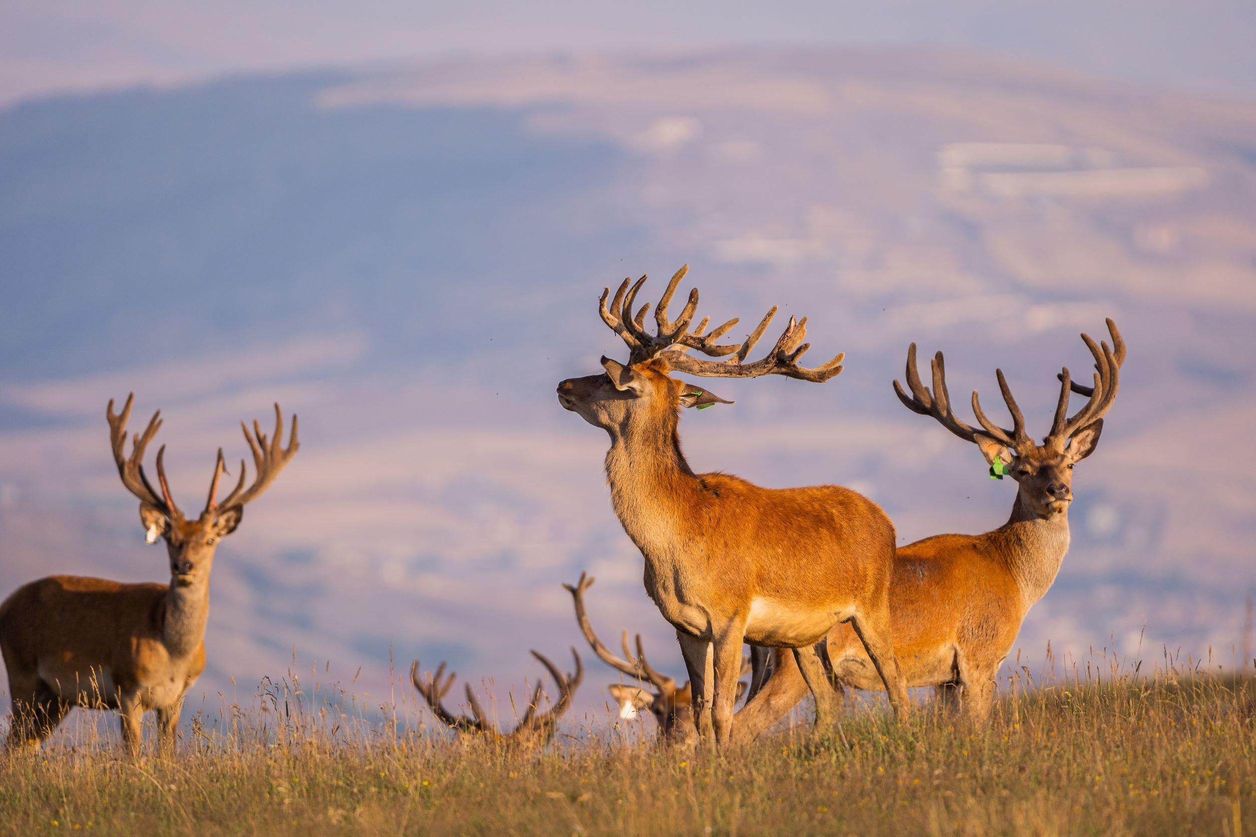 From Baku: Shamakhi Safari Park Day Tour