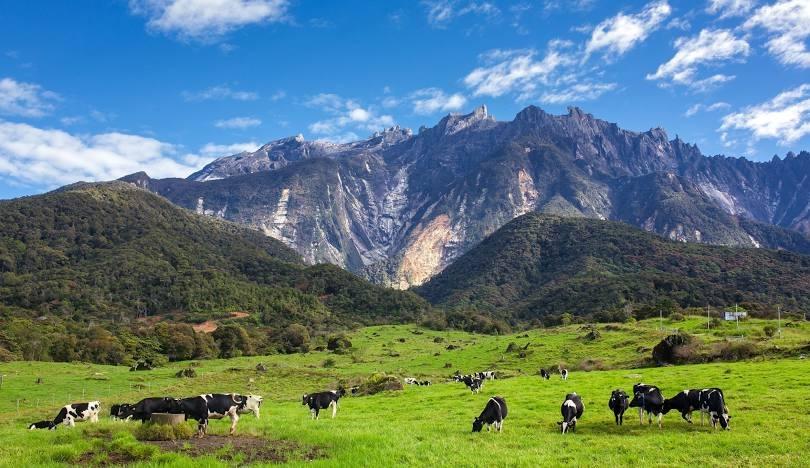 Sabah: Nature Walk, Rafflesia Garden & Poring Hot Springs 3