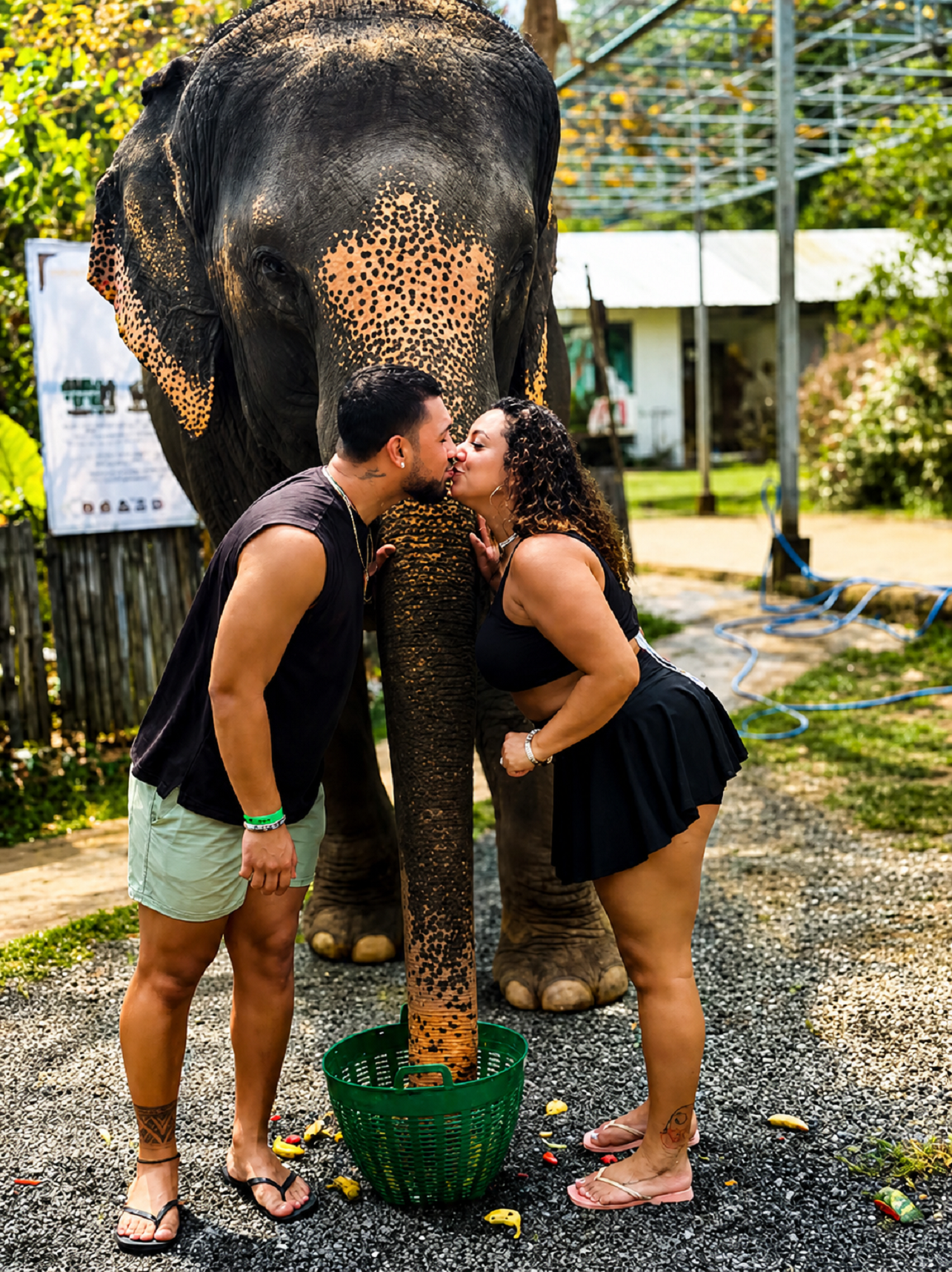 Jaipur: Elephant Jungle Sanctuary Feed and Shower Trip