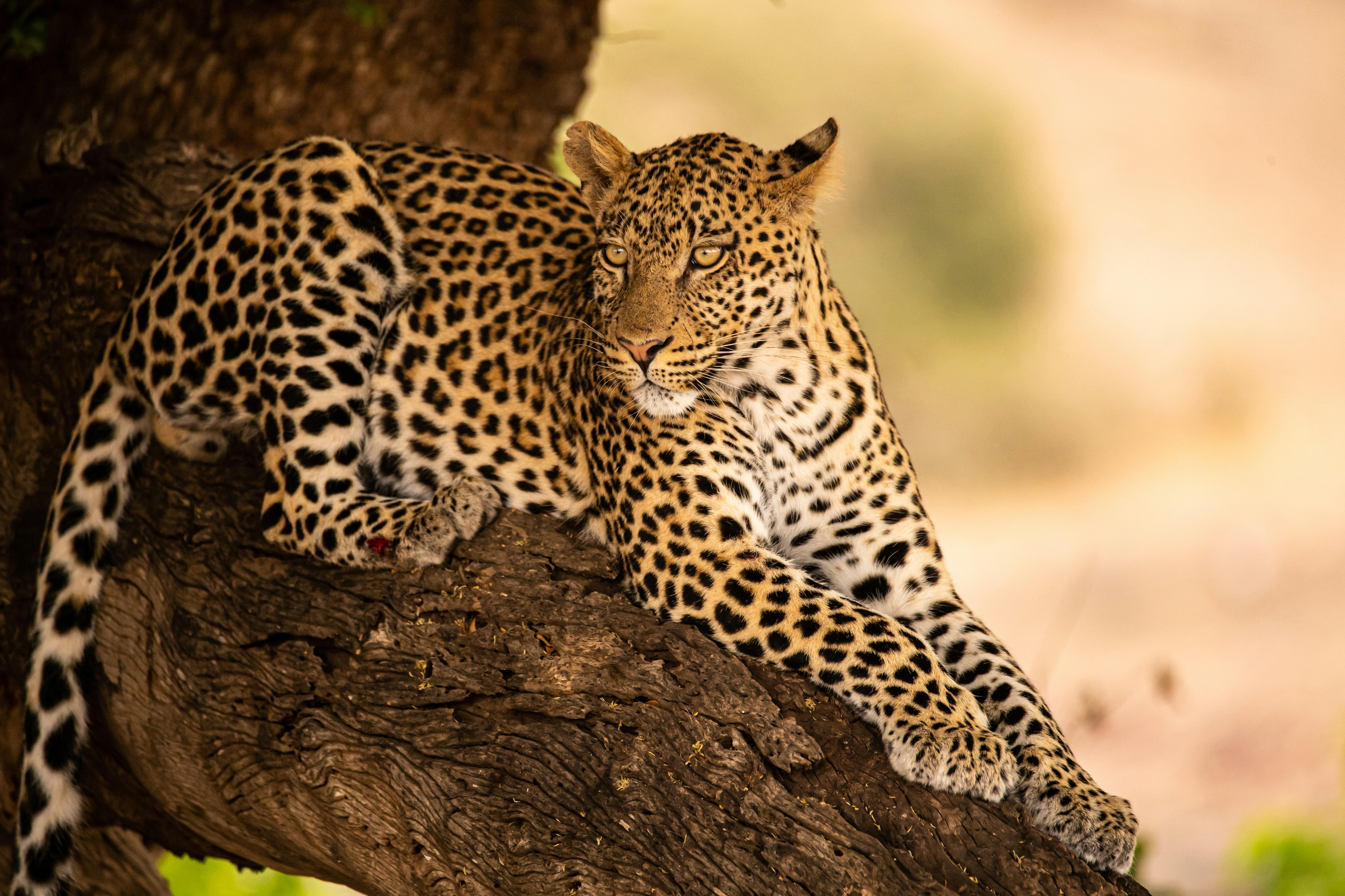 Jaipur: Jhalana Amagarh Leopard Reserve 4×4 Jeep Safari