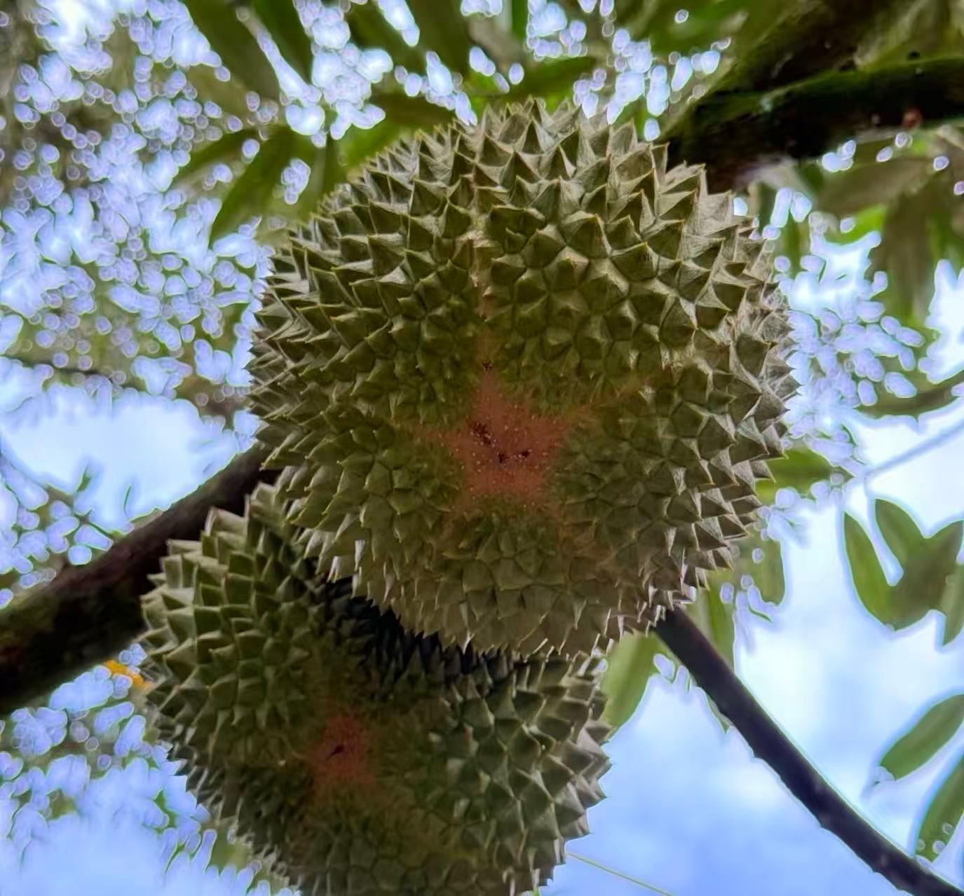 Kuala Lumpur: Batu Caves, Durian Orchard & Food Tour 3
