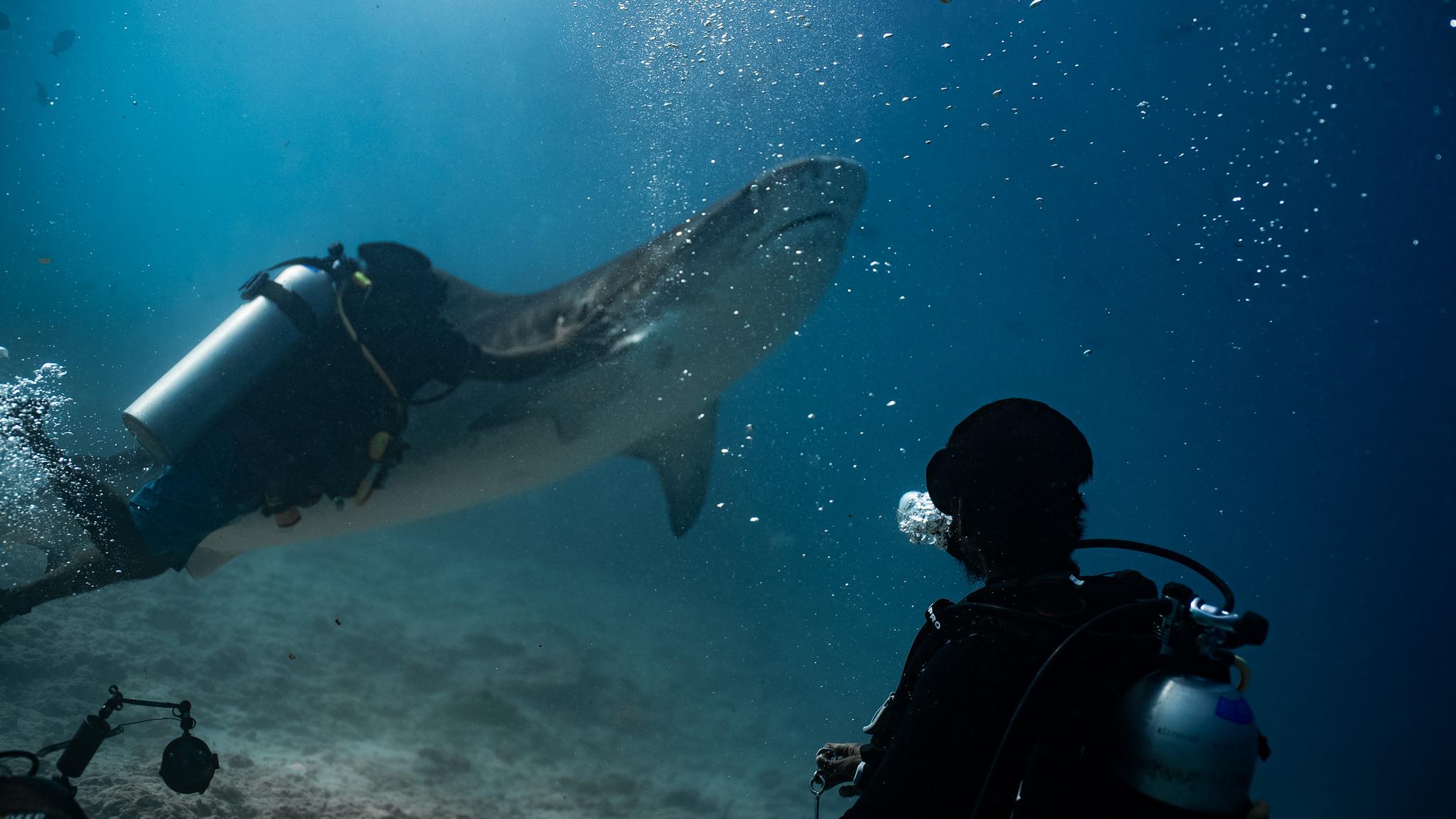 Maldives: 7-Night Shark Diving & Stay Package with 11 Dives 2