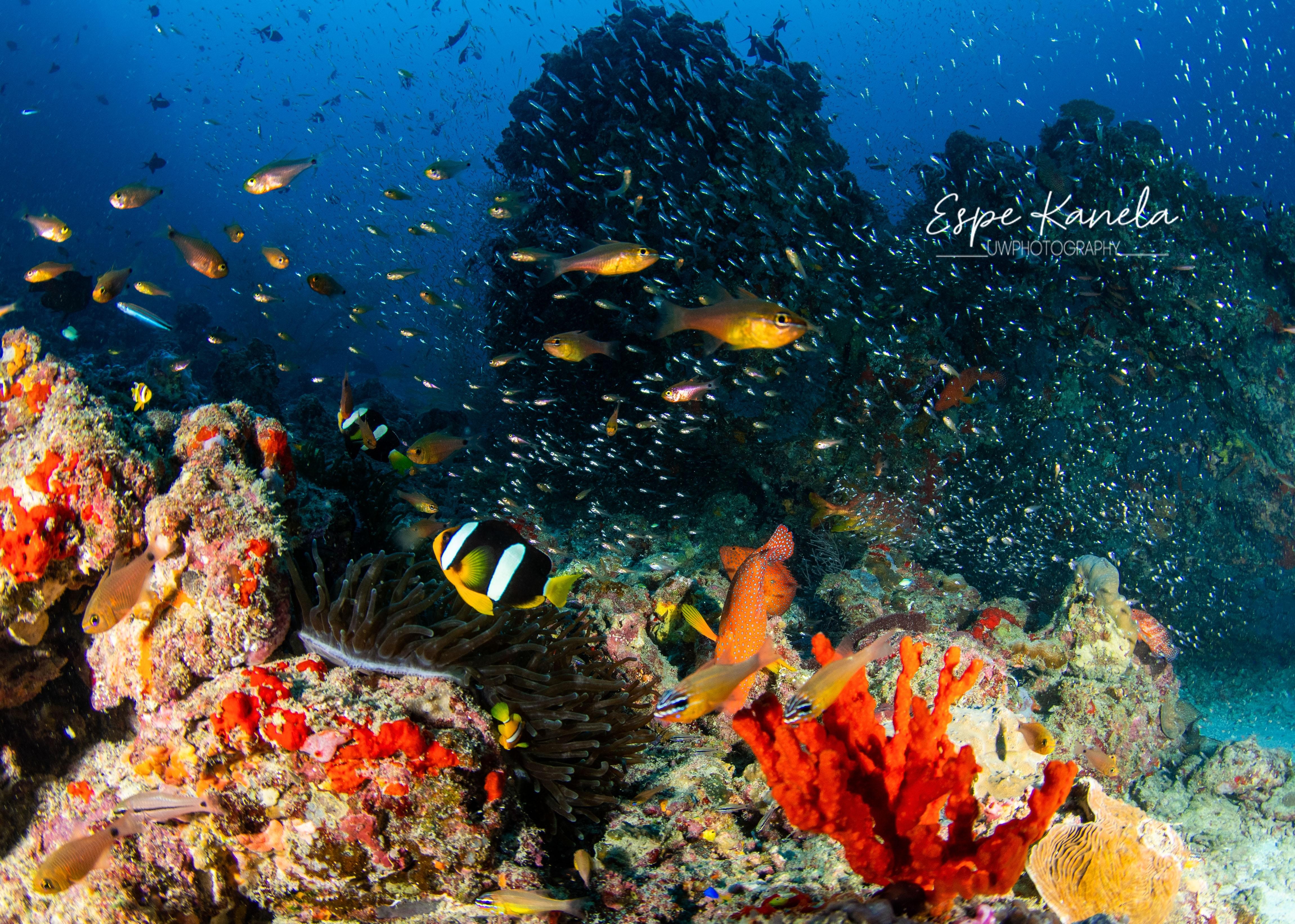 Maldives: South Ari Atoll 4-Night Diving Package 3