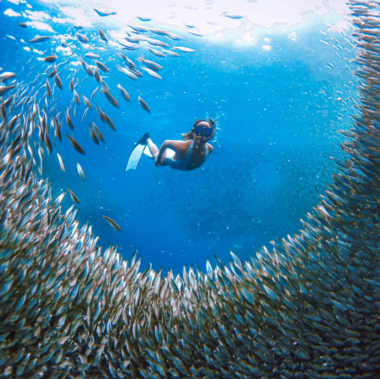 Cebu BEST: Sumilon, Whaleshark and Turtle Snorkeling Tour 2