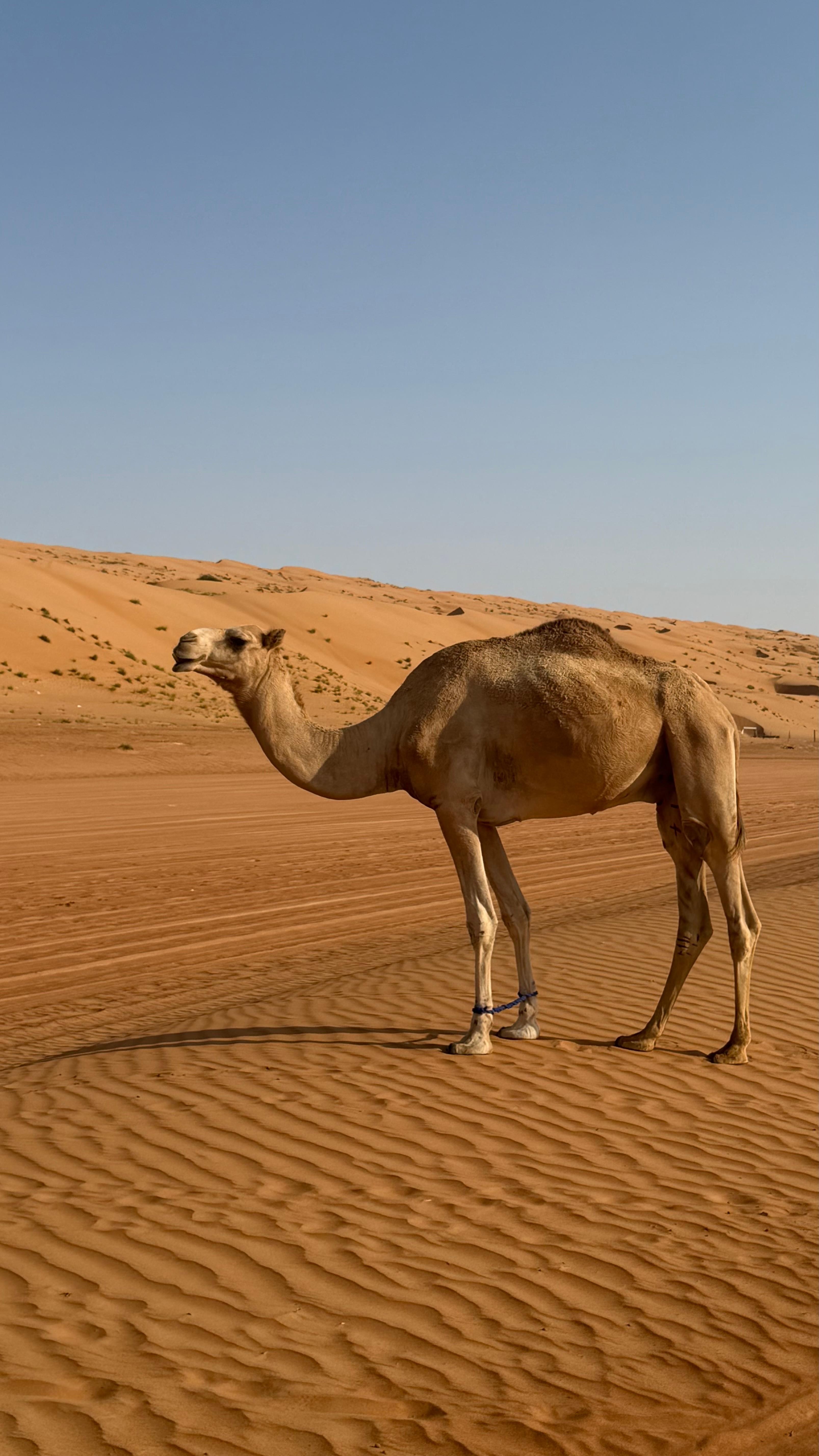 From Muscat: Wahiba Sands Desert & Wadi Bani Khalid Day Tour 2