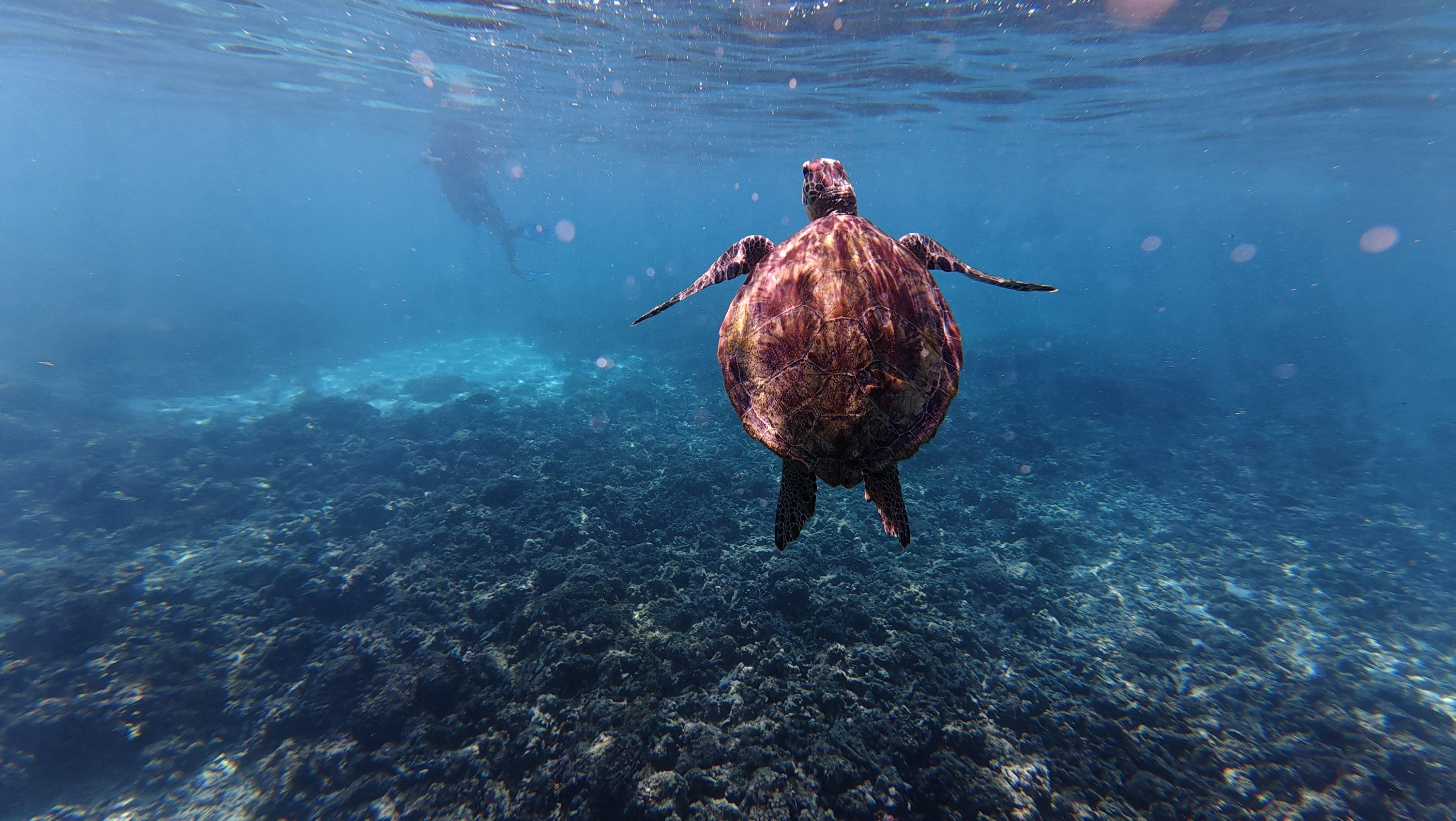 Snorkeling at Dimaniyat Islands from Muscat