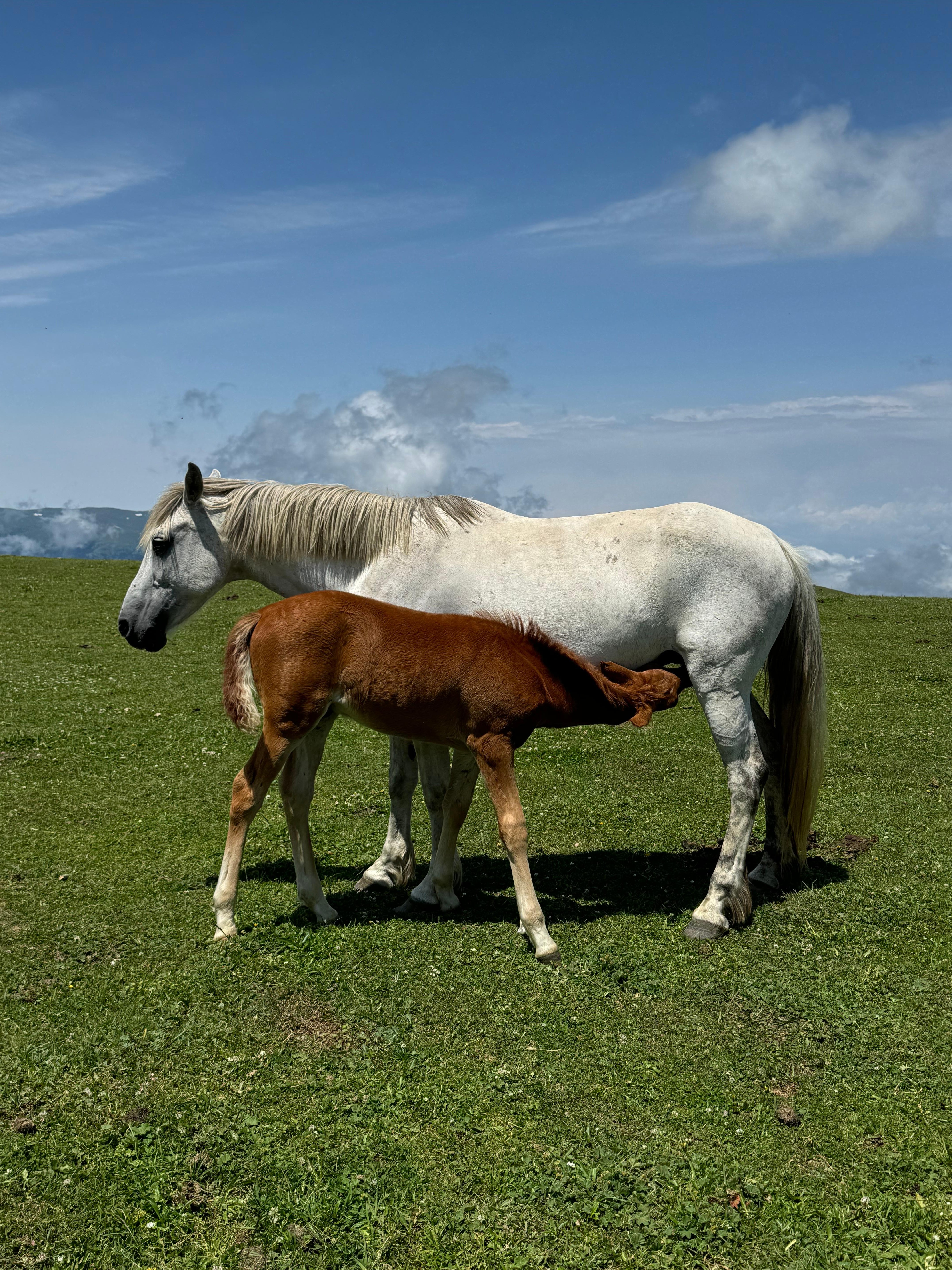 Caucasus Mountains Picnic And Relaxation, Zekari Alpine Zone 2
