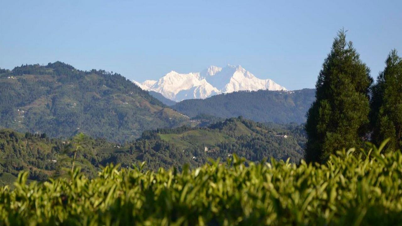 From Kathmandu: Ilam Tea Garden & Herb Discovery Tour 3