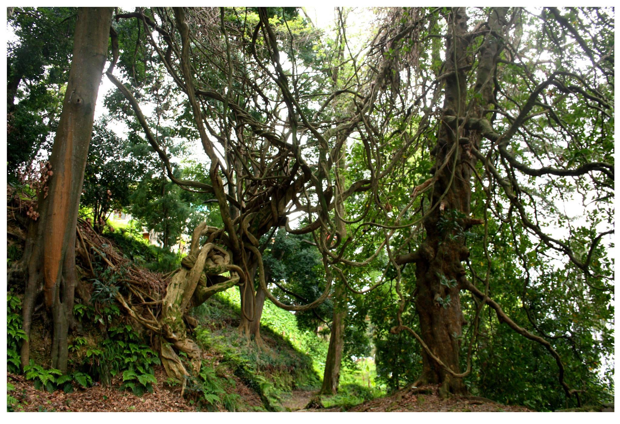 Batumi: Exploring Botanical Garden + Family Wine Tasting 3
