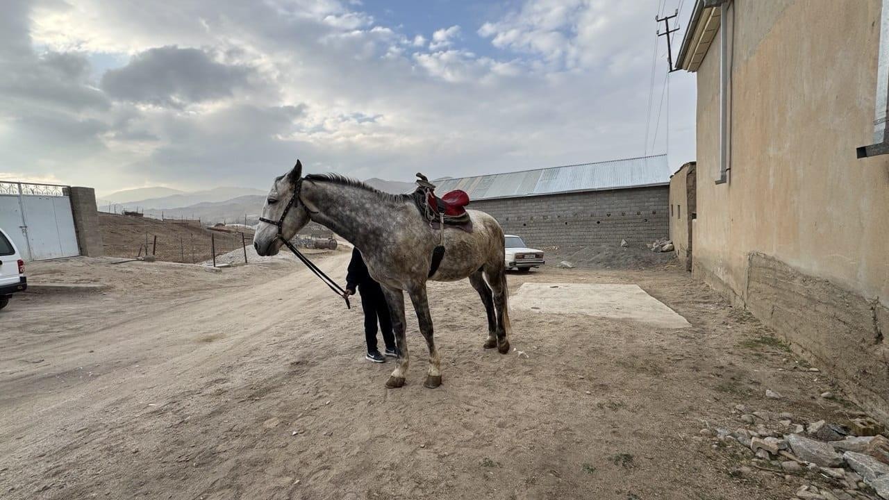 Samarkand: Horseback Riding Tour with Pickup and Drop-off 3