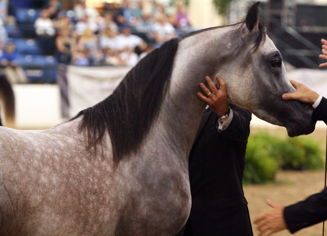 Doha: Al Shaqab Arabian Horse Center with Pickup