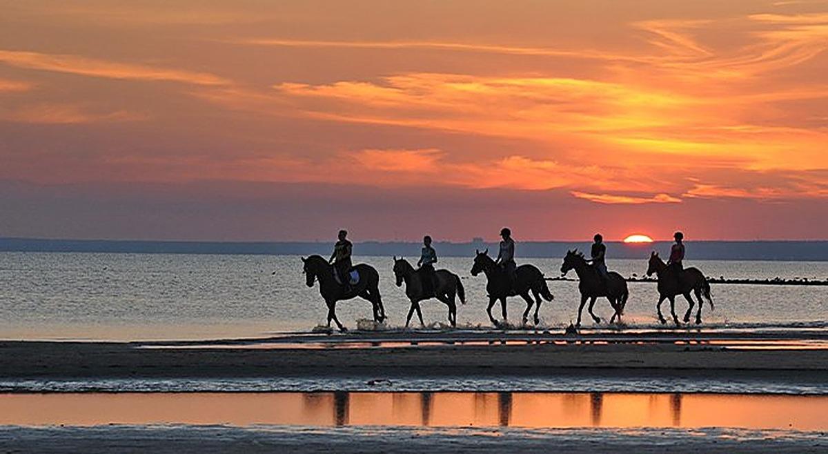 Muscat: Sunset Horse Riding on the Beach + Private Transfer