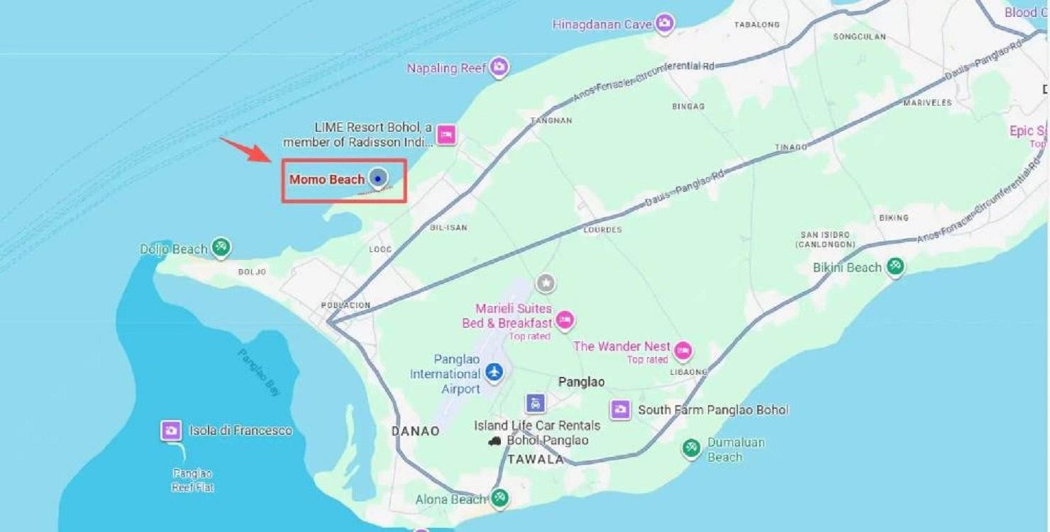 From Bohol: Oslob Ferry for Morning Whale Shark Tours 3