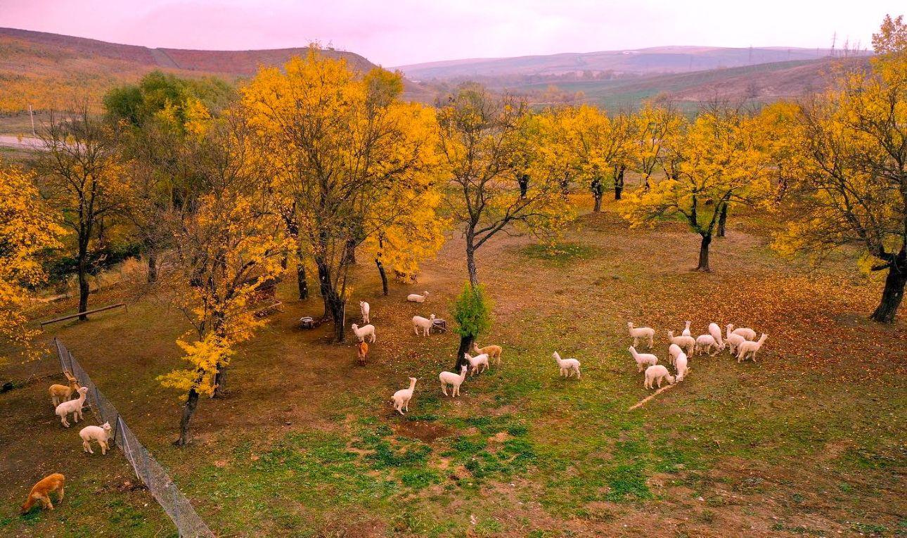 All-Inclusive Private Shamakhi Alpaca and Wine Experience 2