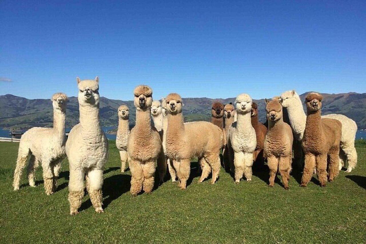 From Baku: Alpaca Tour, Back in Time for Formula 1