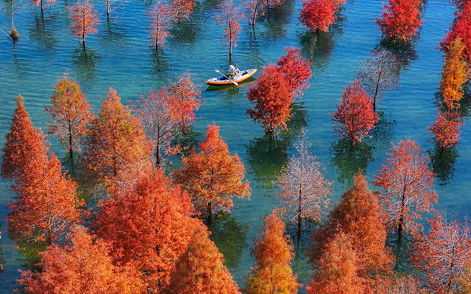 Shanghai: Taohuajie Water Forest Paddleboard Day Trip 2