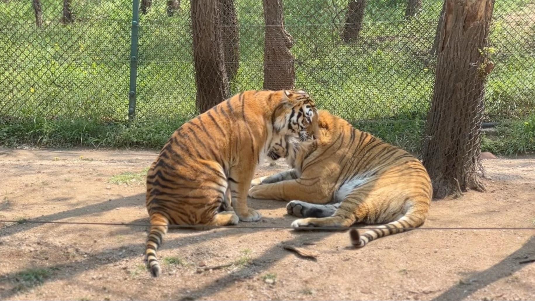Beijing: Badaling Wildlife Park & Juyongguan Great Wall Tour 2
