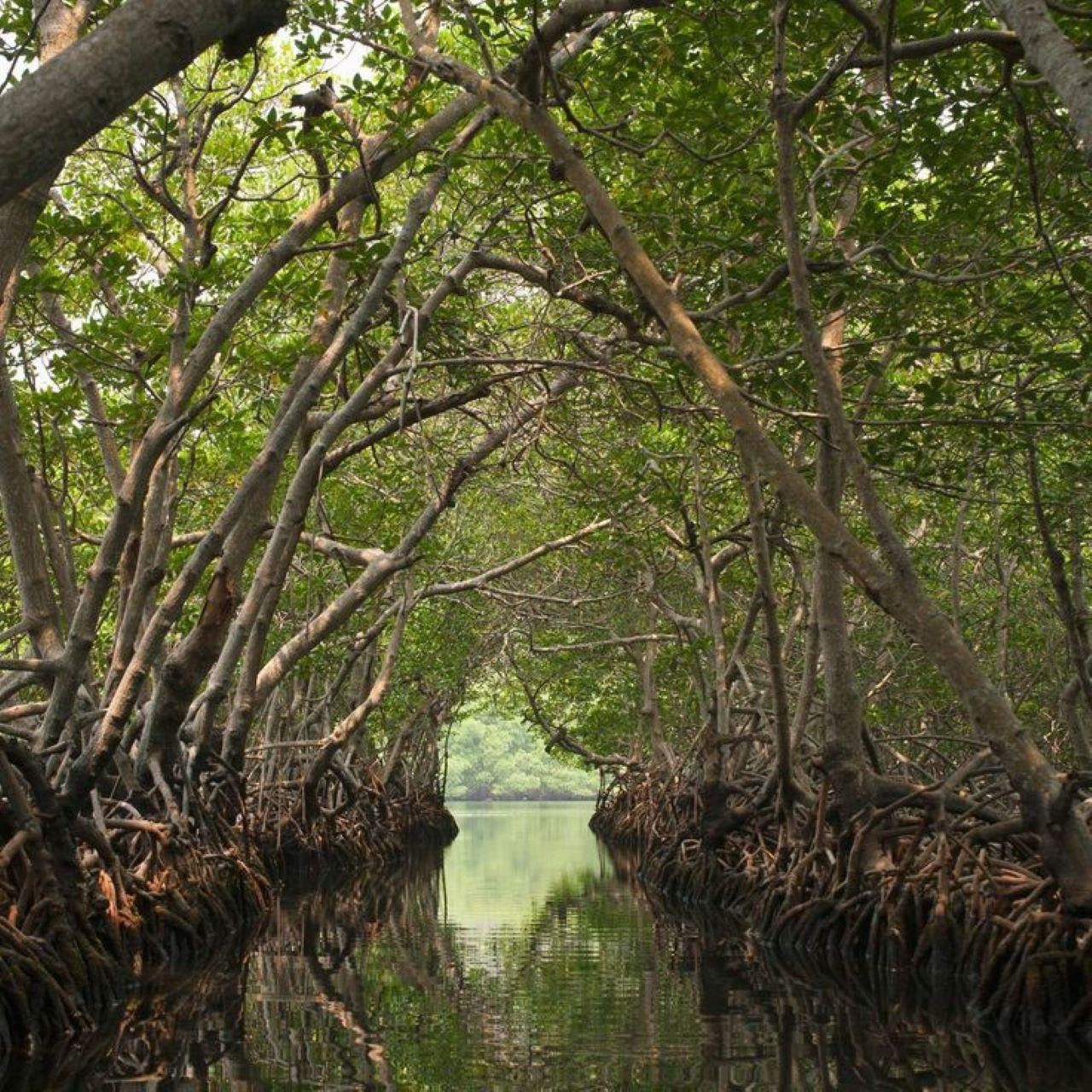 Mangrove 1-hour Kayaking in Al Thakira Reserve 2