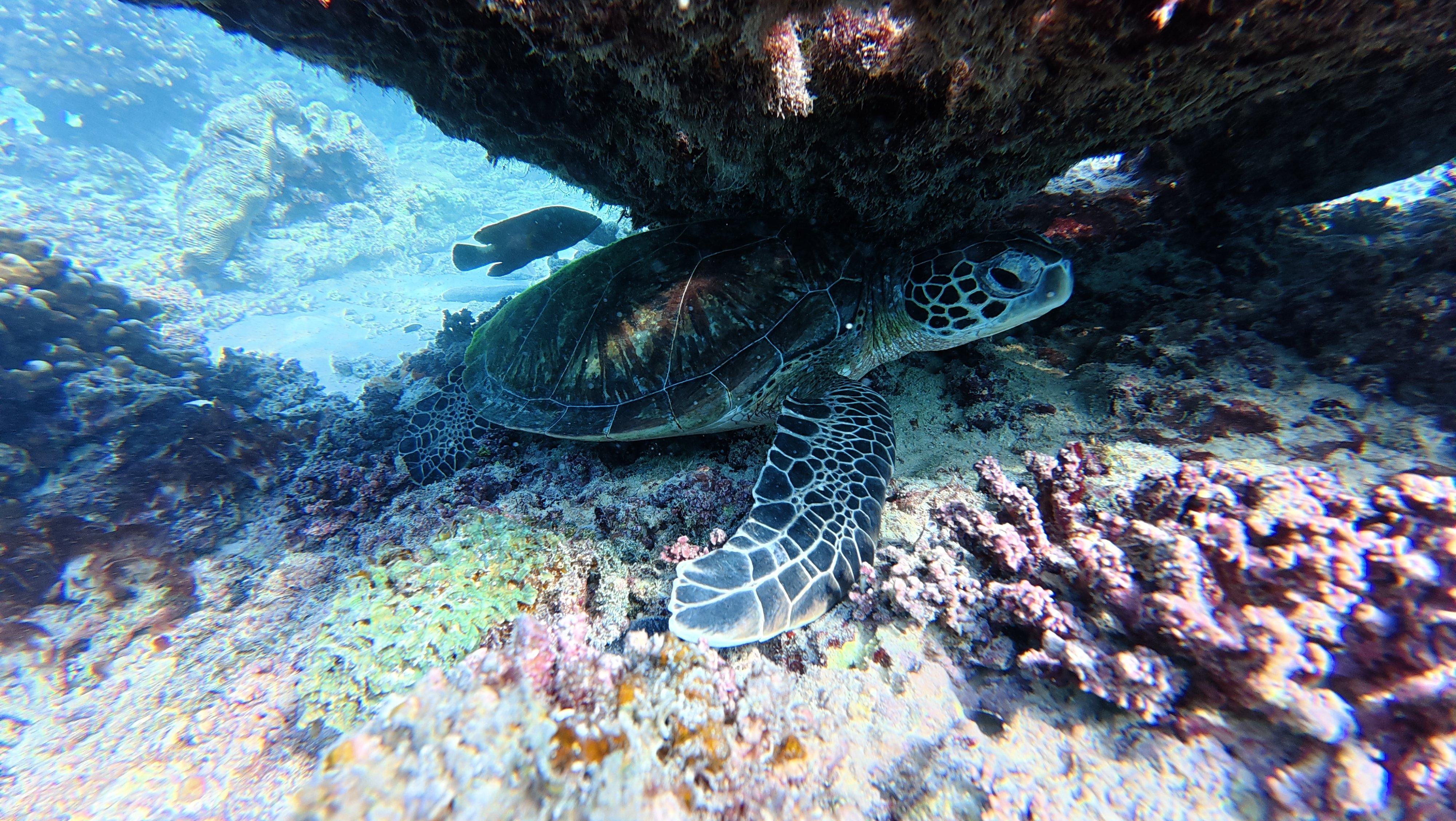 Snorkeling at Dimaniyat Islands from Muscat 3