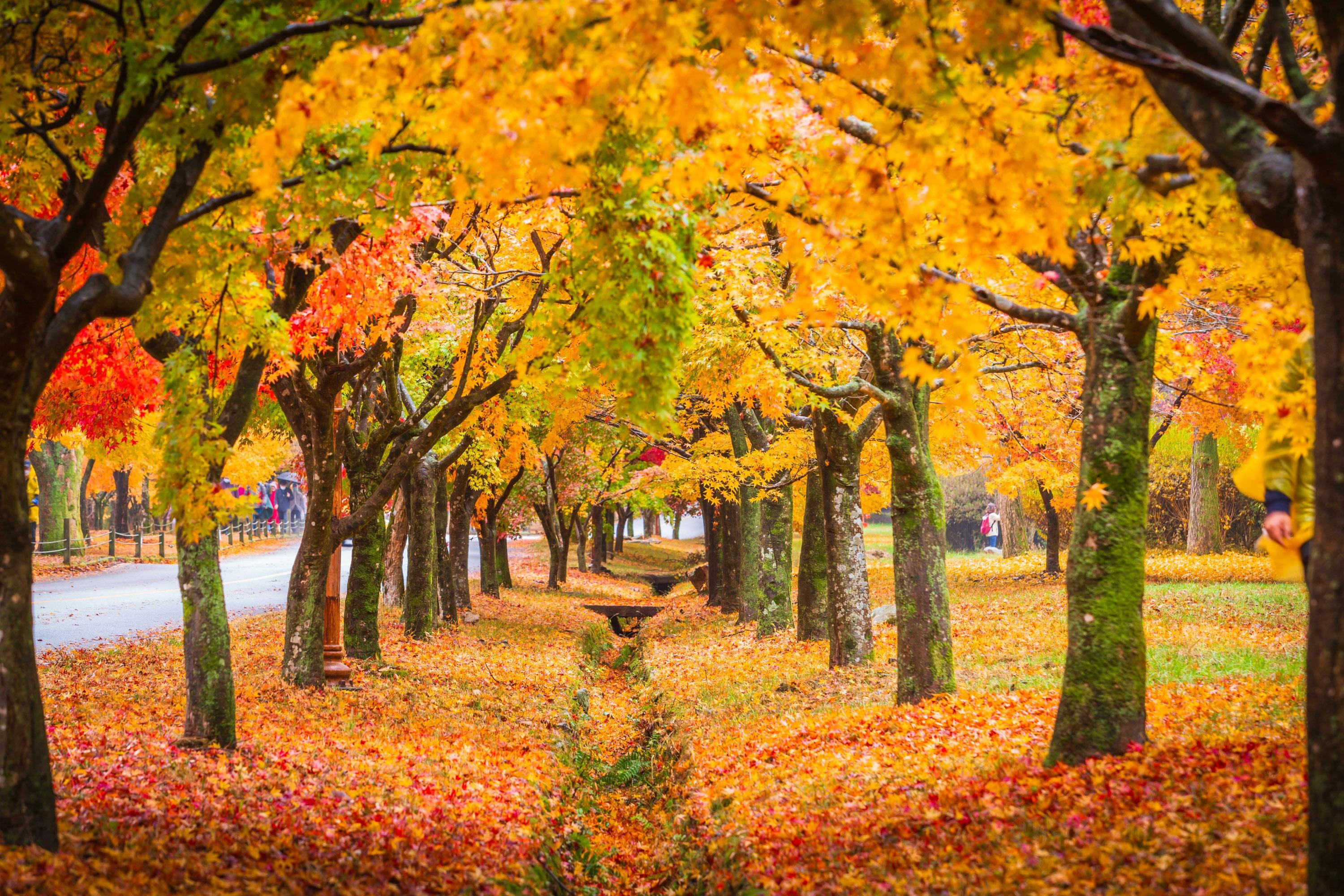 Gangwon Province: 10hr Car Charter Tour with English Driver