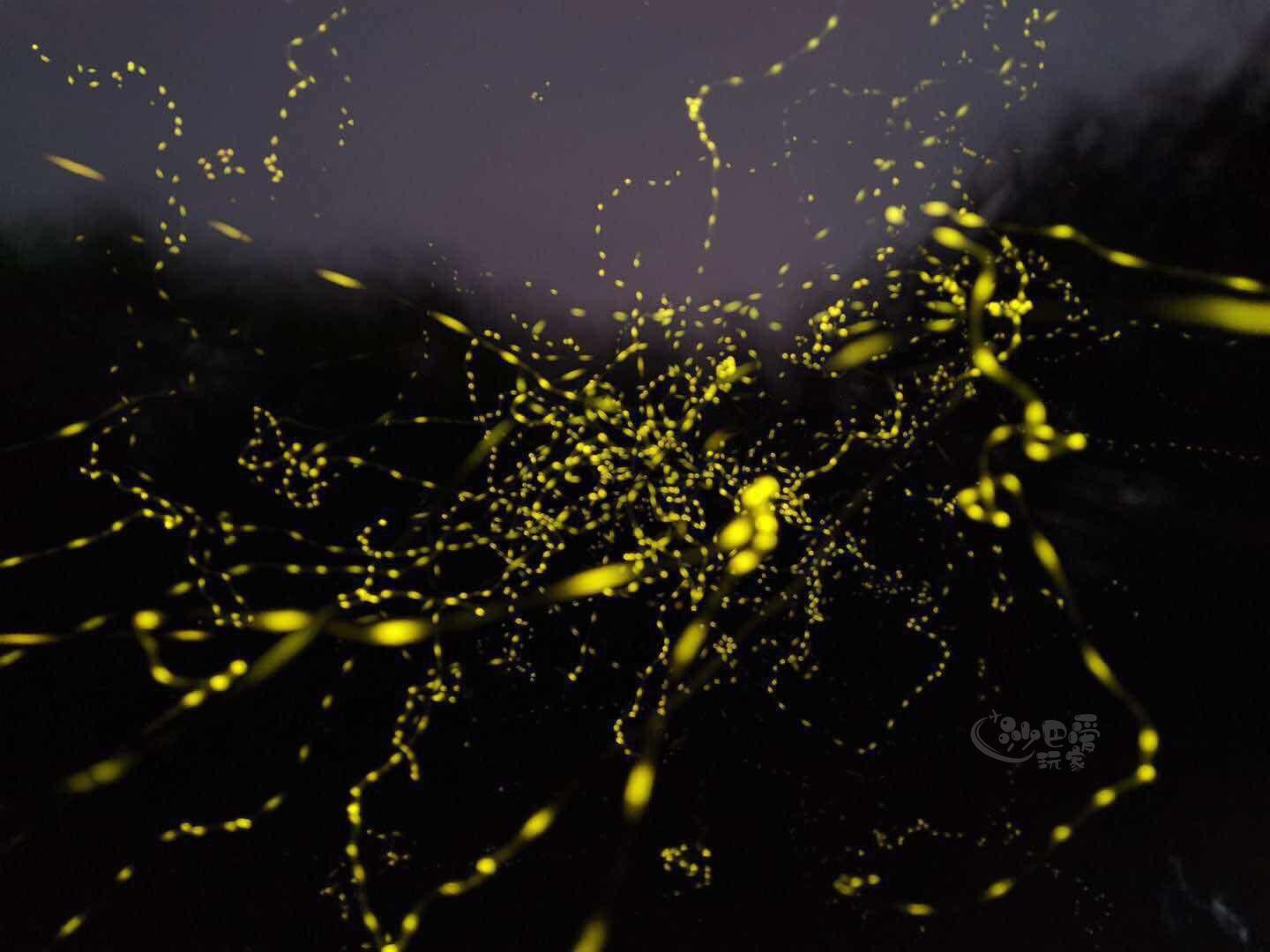 Sabah: Mangrove Fireflies and Sky Mirror Dream Beach Tour 3