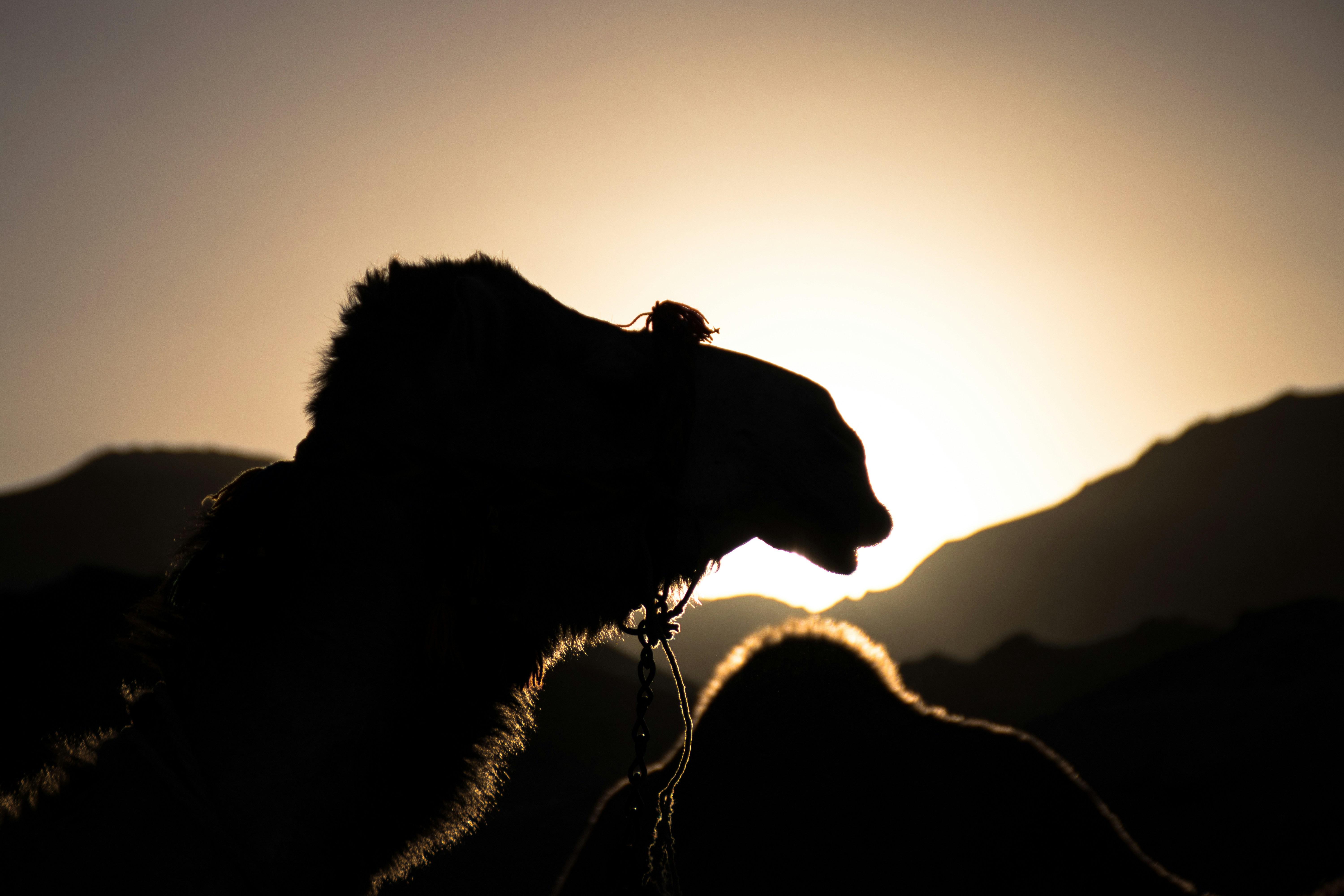 Doha: Night Desert Safari with Camel Ride and Sandboarding 3