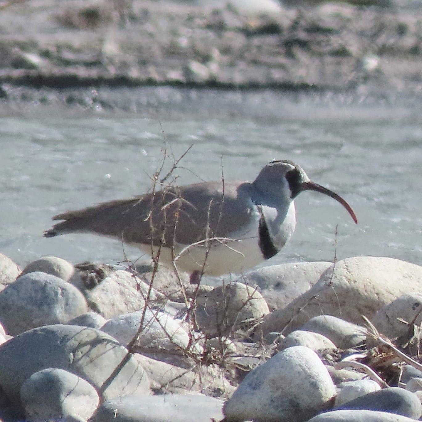 Nepal: 10-Day Birdwatching Tour with Guide & Transfers 3