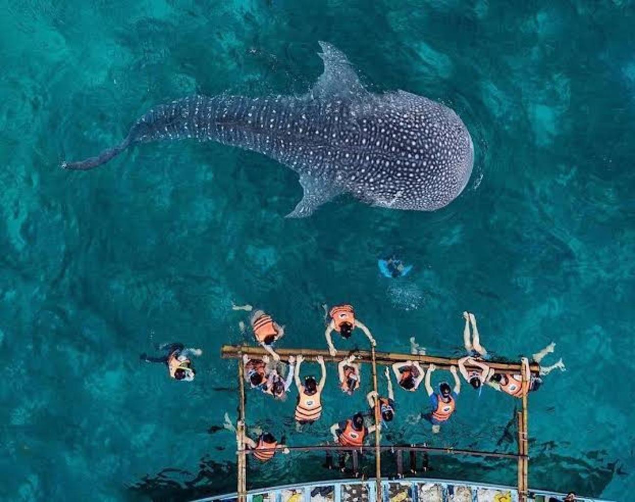 Cebu: Oslob Whaleshark Watching Day Tour 3