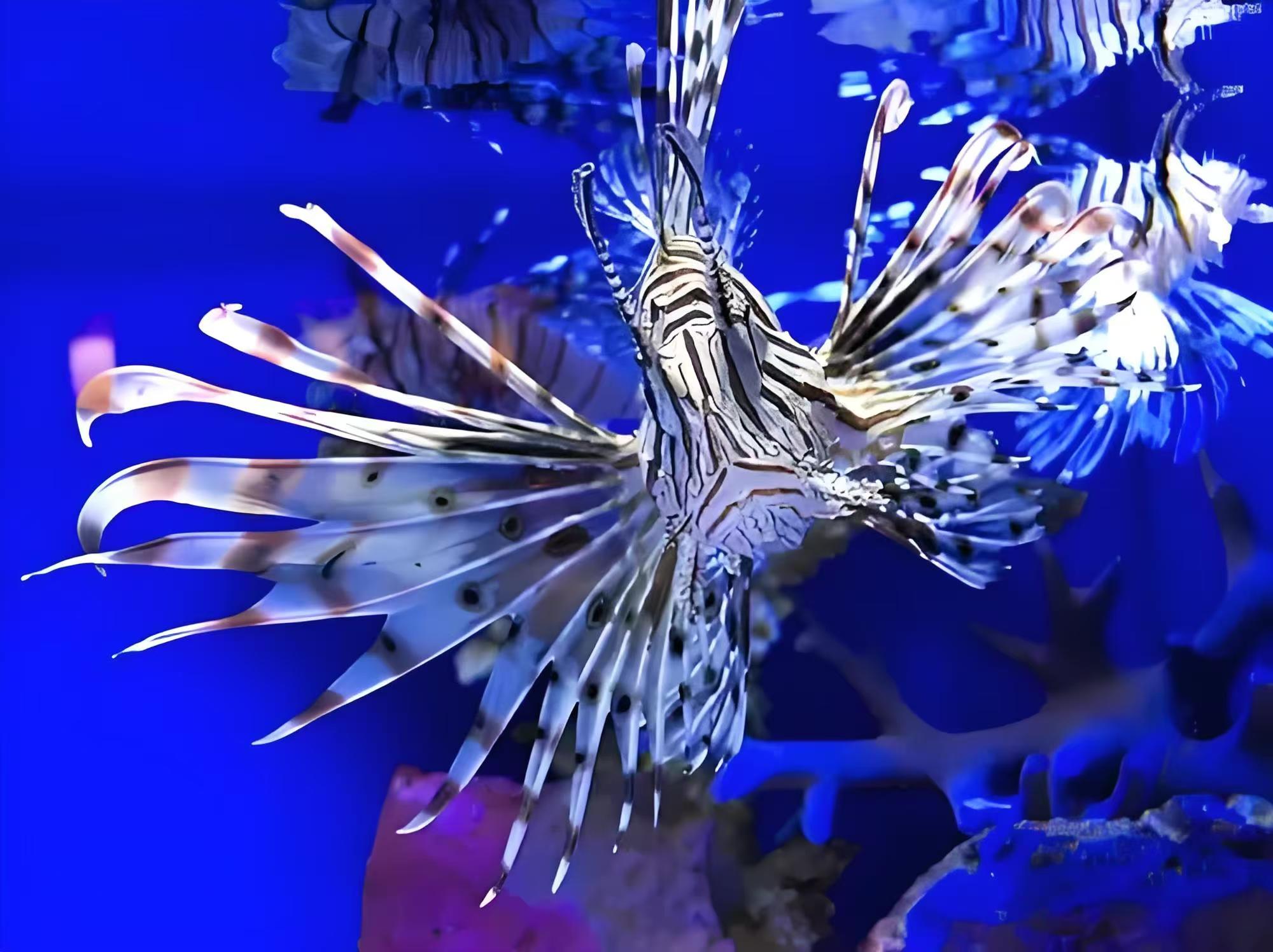 Shanghai: Shanghai Ocean Aquarium Tickets 2