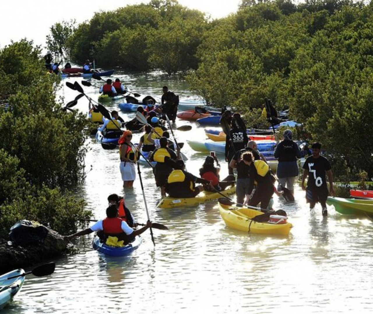 Qatar: Al Thakira Mangrove Forest Kayaking Tour 3