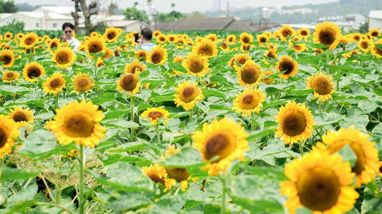 From Taipei: Taichung Day Trip to Gardens, Harbor & Wetlands 2