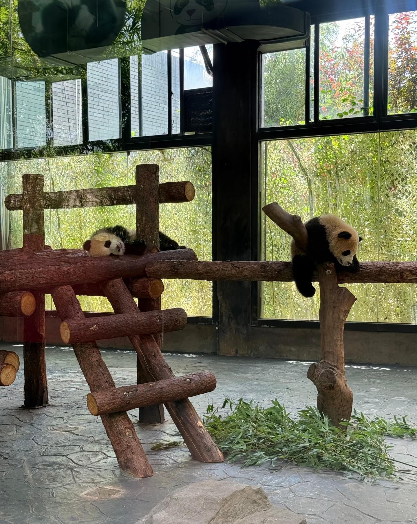 Shanghai: Guided Giant Pandas Tour with Transfer 2