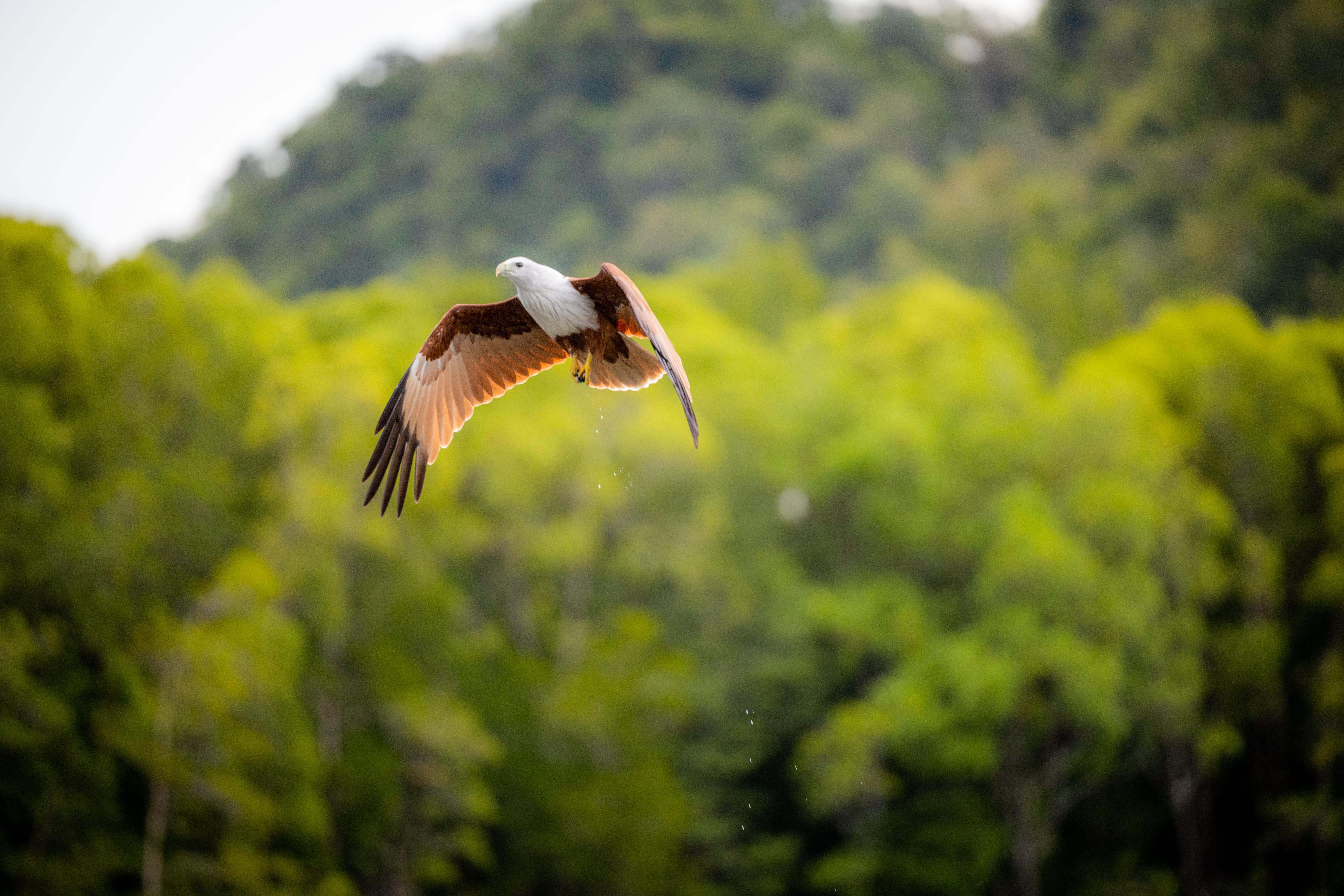 Langkawi: 6 Hours Mangrove Night Safari with Pickup & Dinner