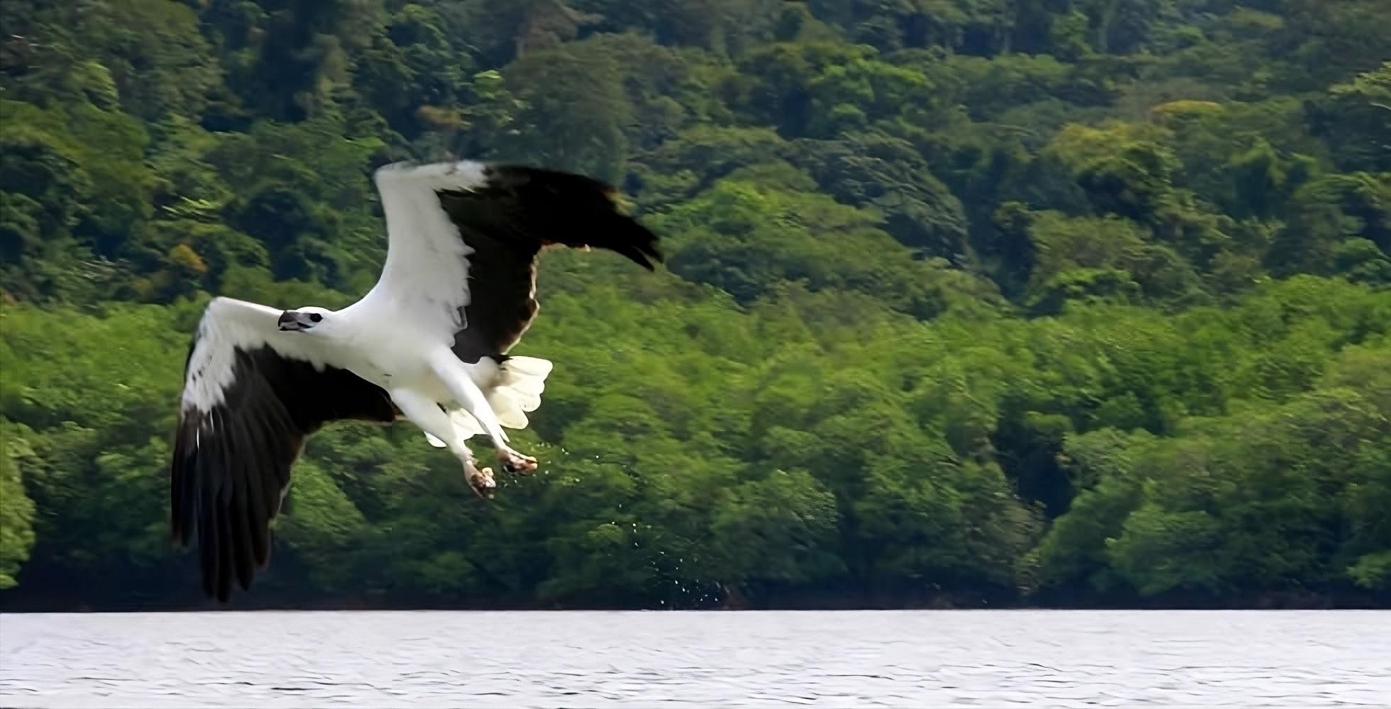 Langkawi: Mangrove Tour with Kilim Geoforest Park & Bat Cave 2