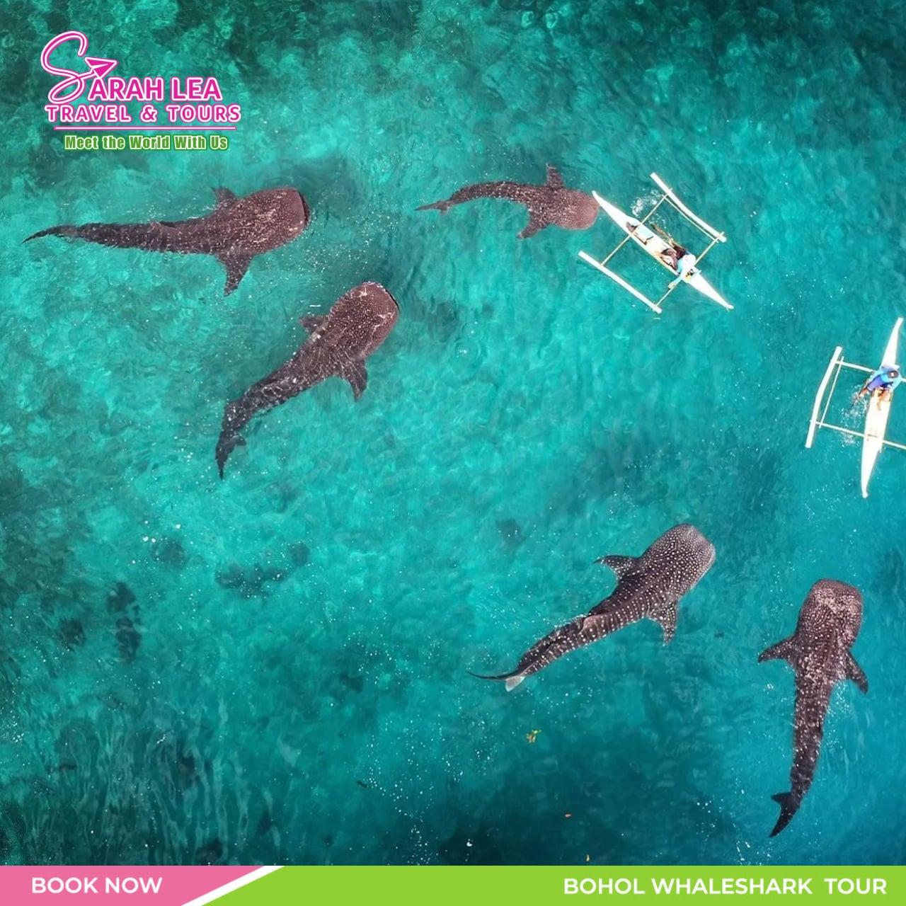 South Cebu: Oslob Whale Shark Viewing Day Tour 3