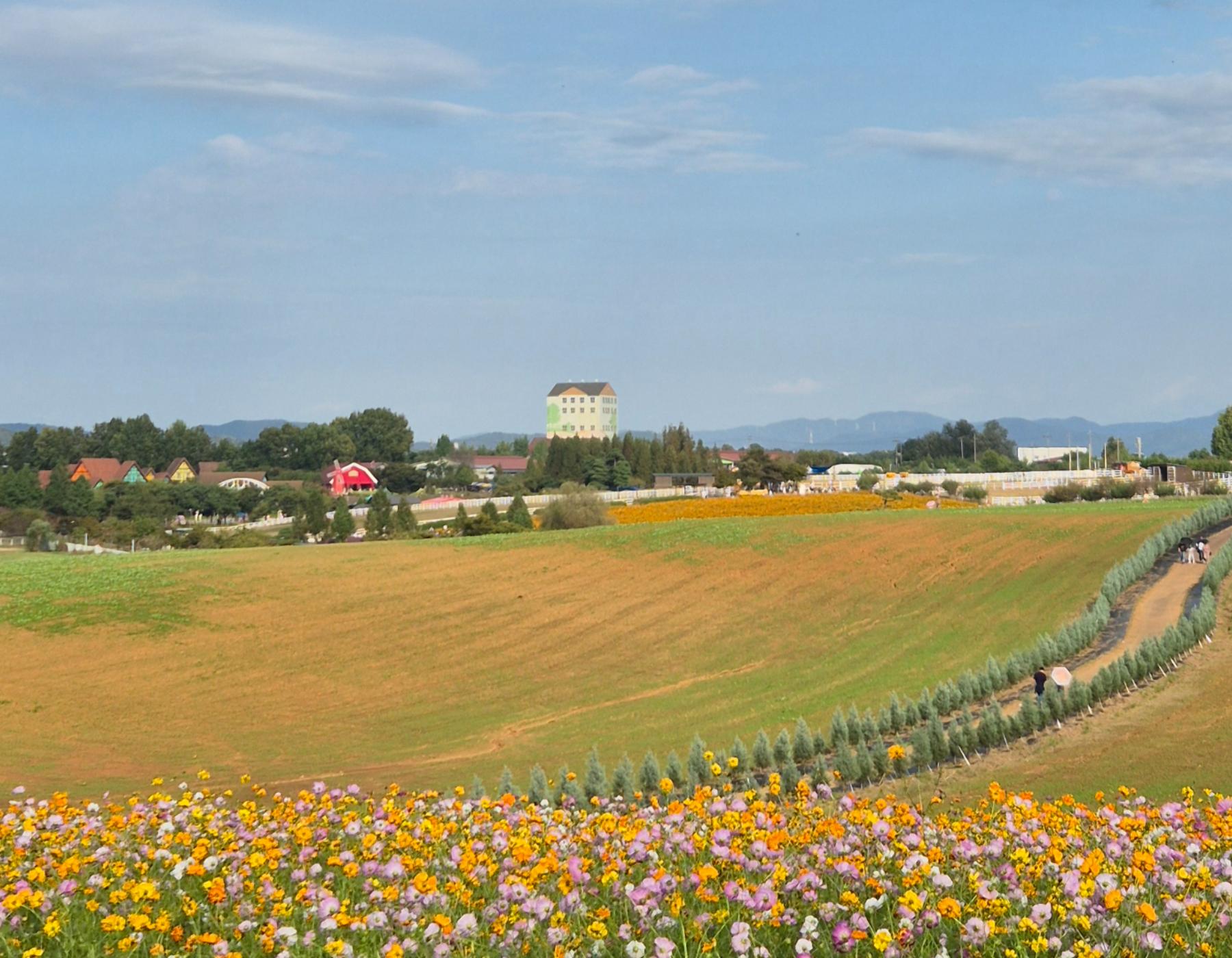 Seoul: Anseong Flower Festival & Buddha Temple Private Tour 3