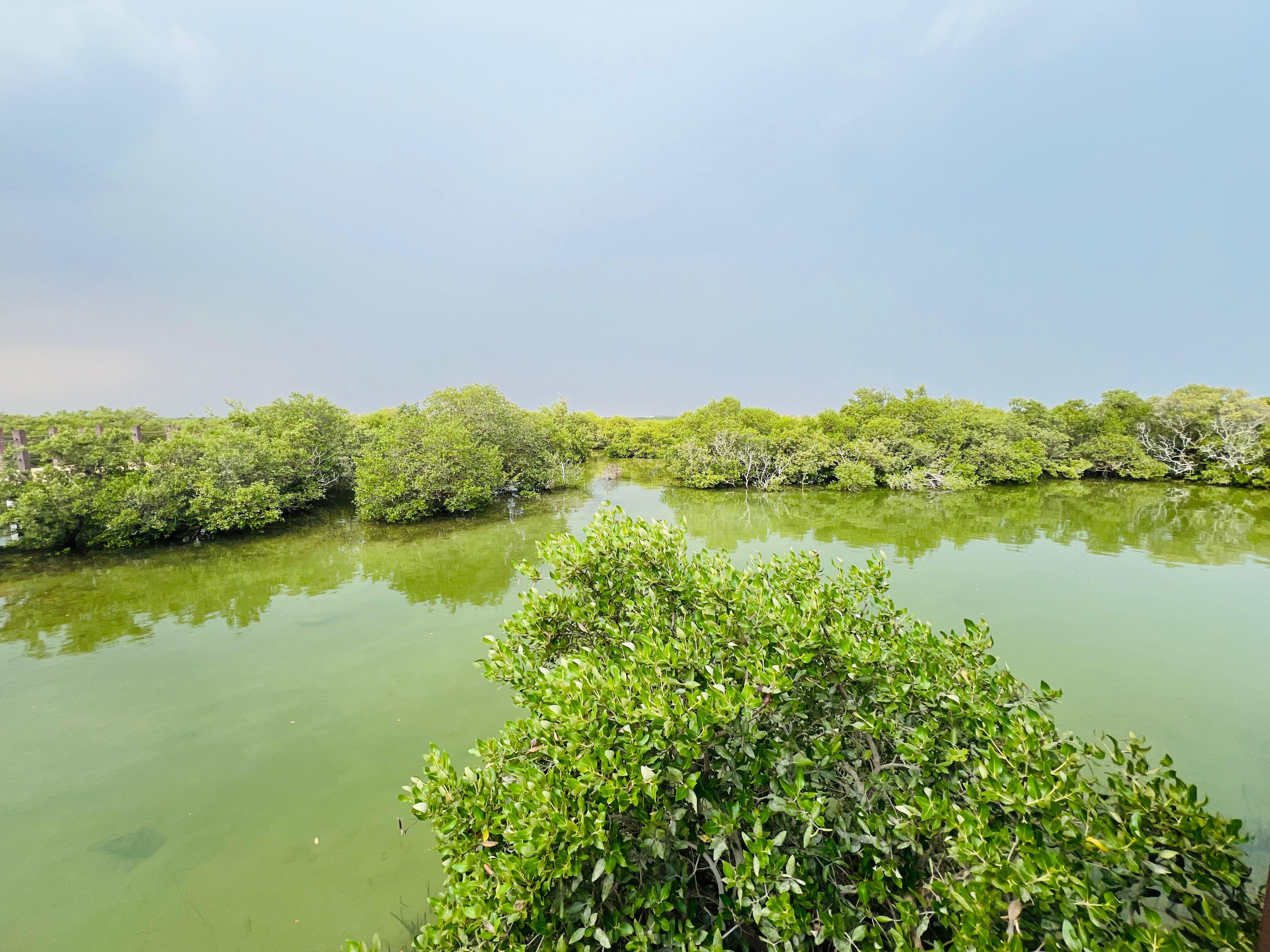 From Doha: Al Zubarah Fort Tour via Al Khor & Purple Island 3