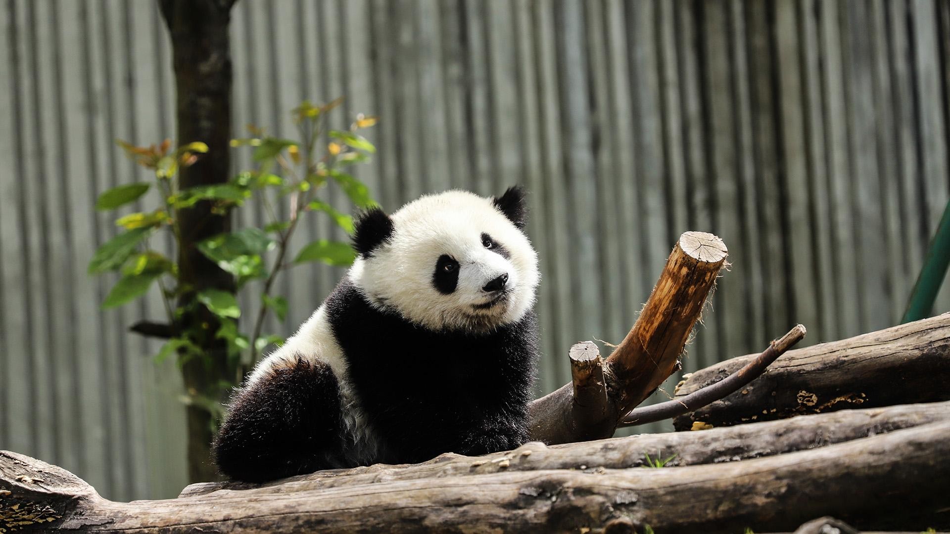 Beijing: Giant Panda Pavilion & Summer Palace Day Tour 2