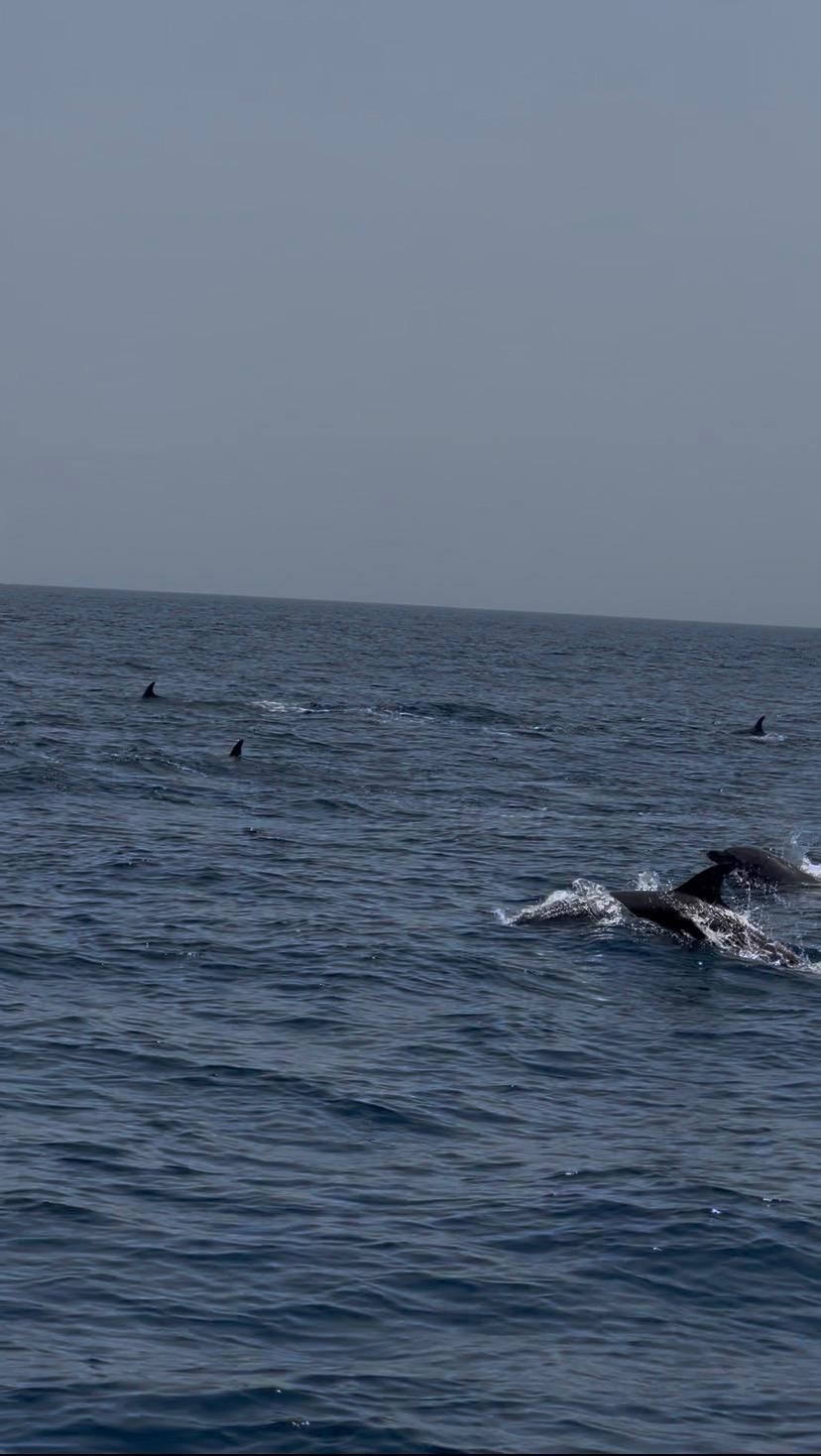 Muscat: Qantab Boat Trip with Dolphin Watching & Snorkeling 3