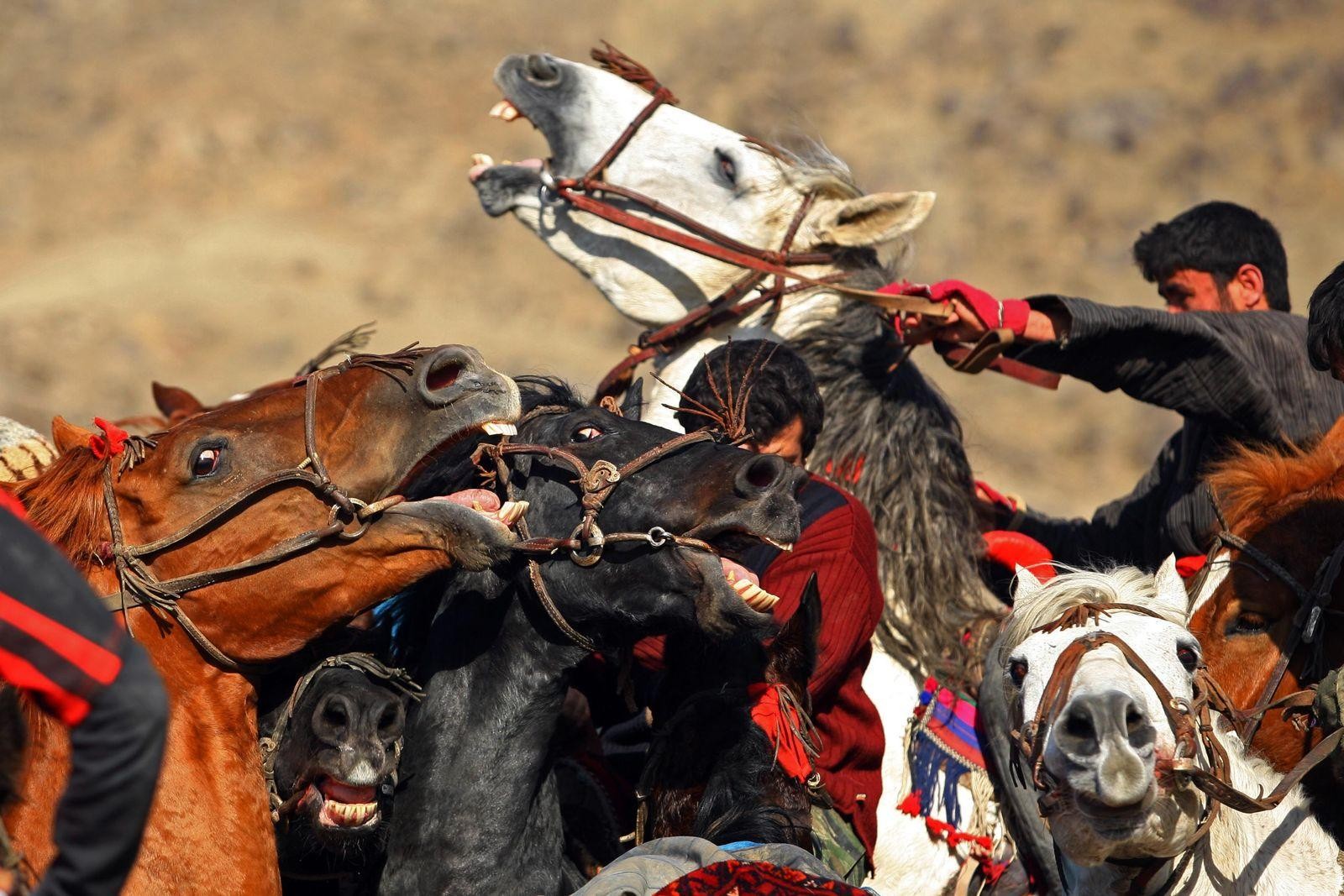 From Tashkent: See Buzkashi Games on a Nomadic Culture Tour