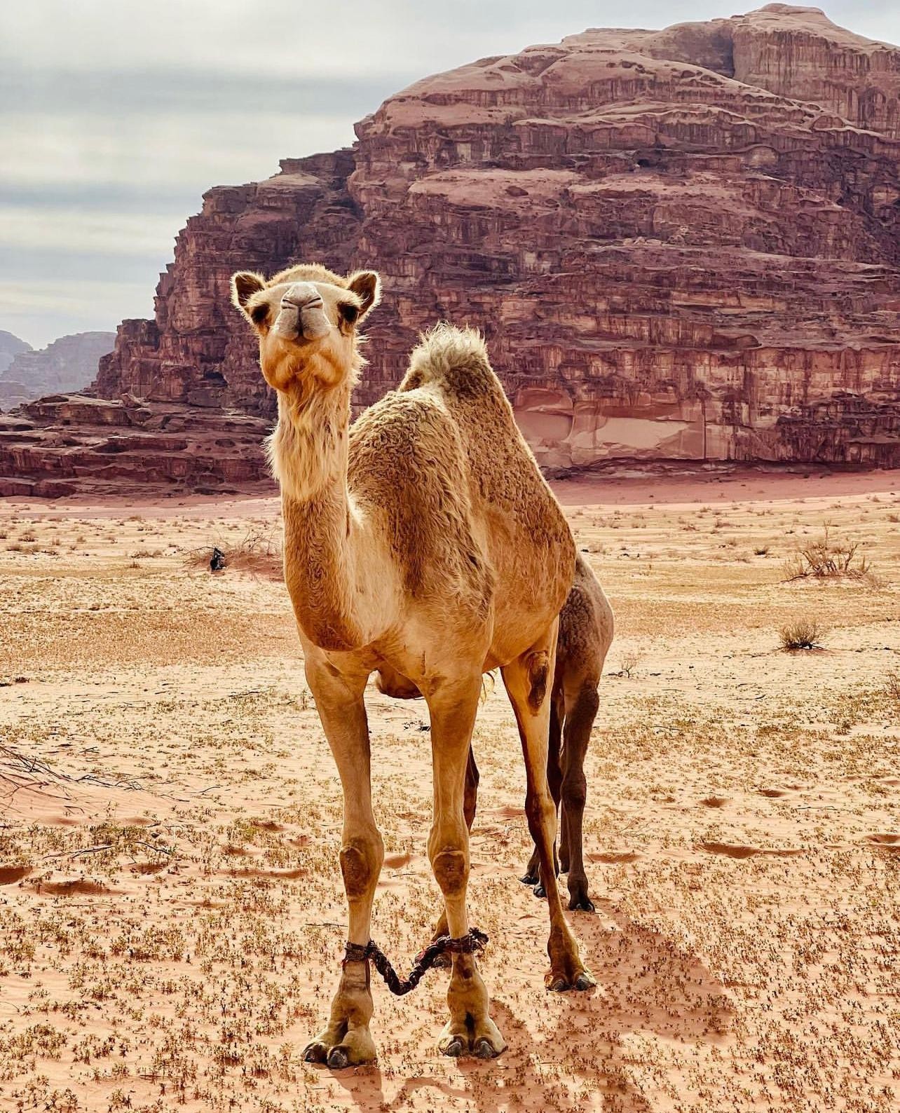 Wadi Rum: Hidden Valleys Tour with Bedouin Lunch 2