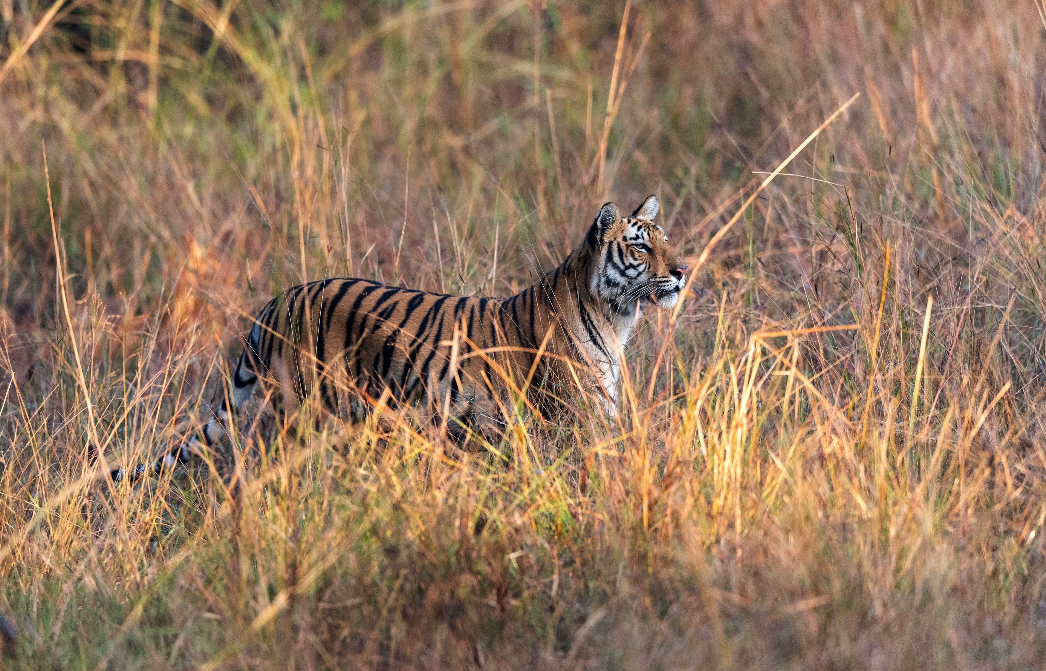 Jim Corbett: Tiger Trails Safari by Jeep or Canter
